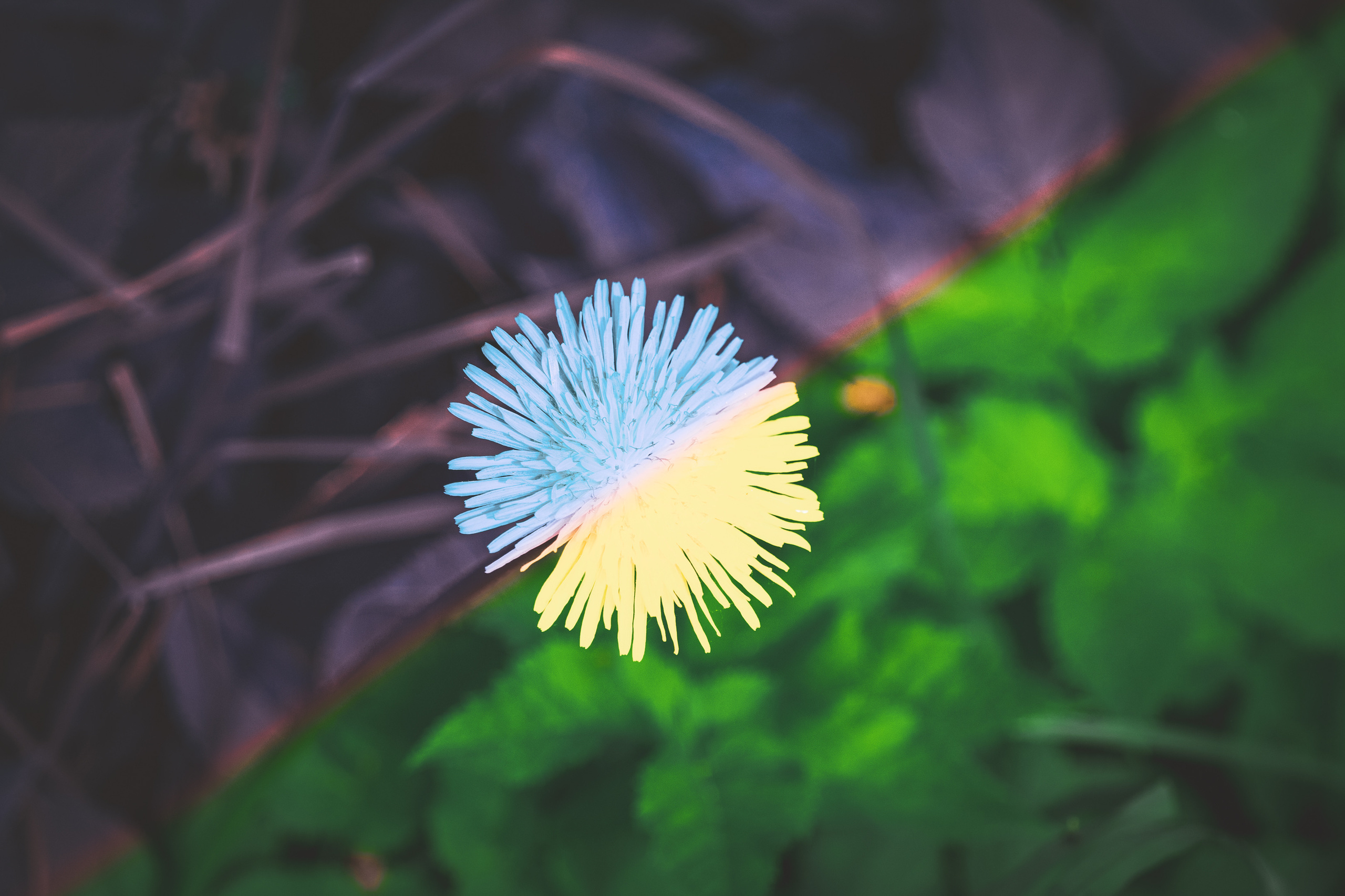 Värvide ja lillede ilu. Nebula 25 — Fotod teie hingele