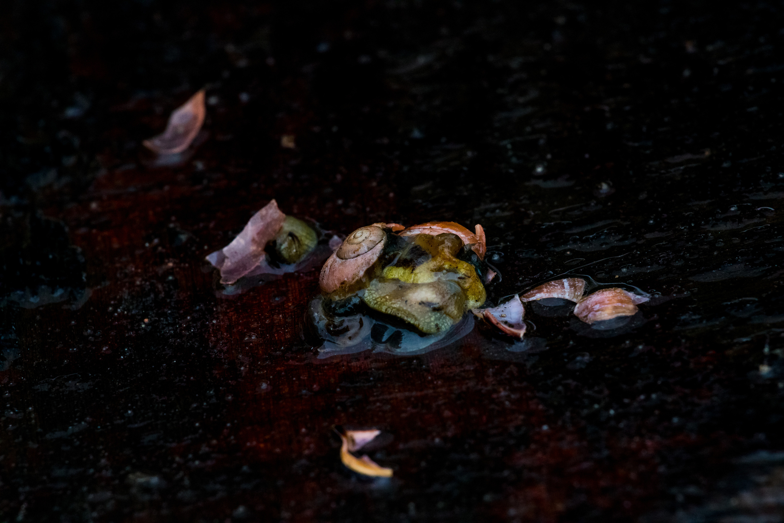 Möldre tee. Nebula 25 — Fotod teie hingele