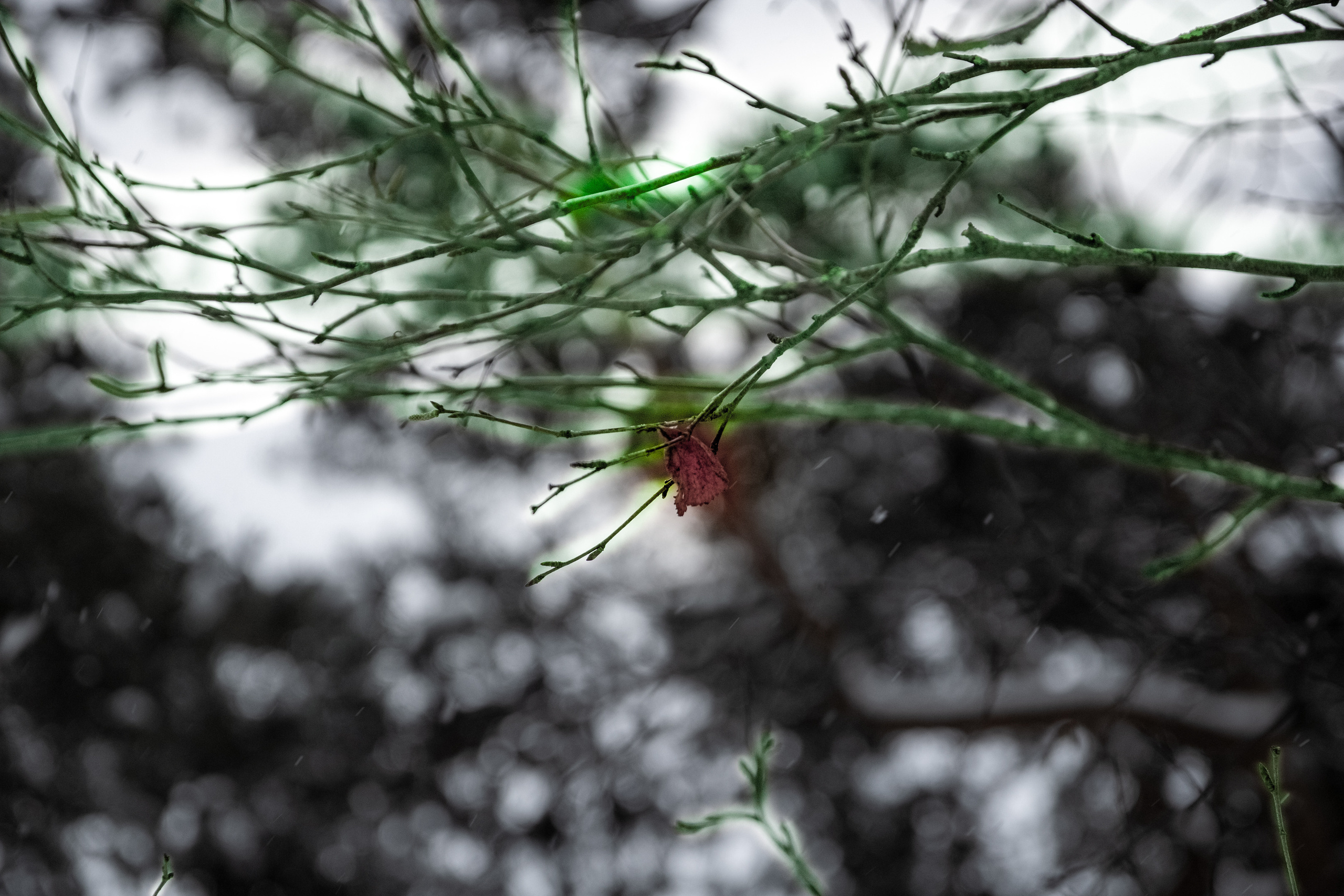 Talvine mets (2021 a.). Nebula 25 — Fotod teie hingele