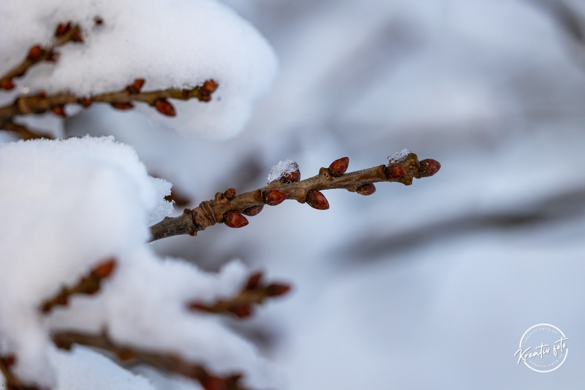 Vinter. Fotograf Aarhus | Portrætfoto Århus | Flotte billeder