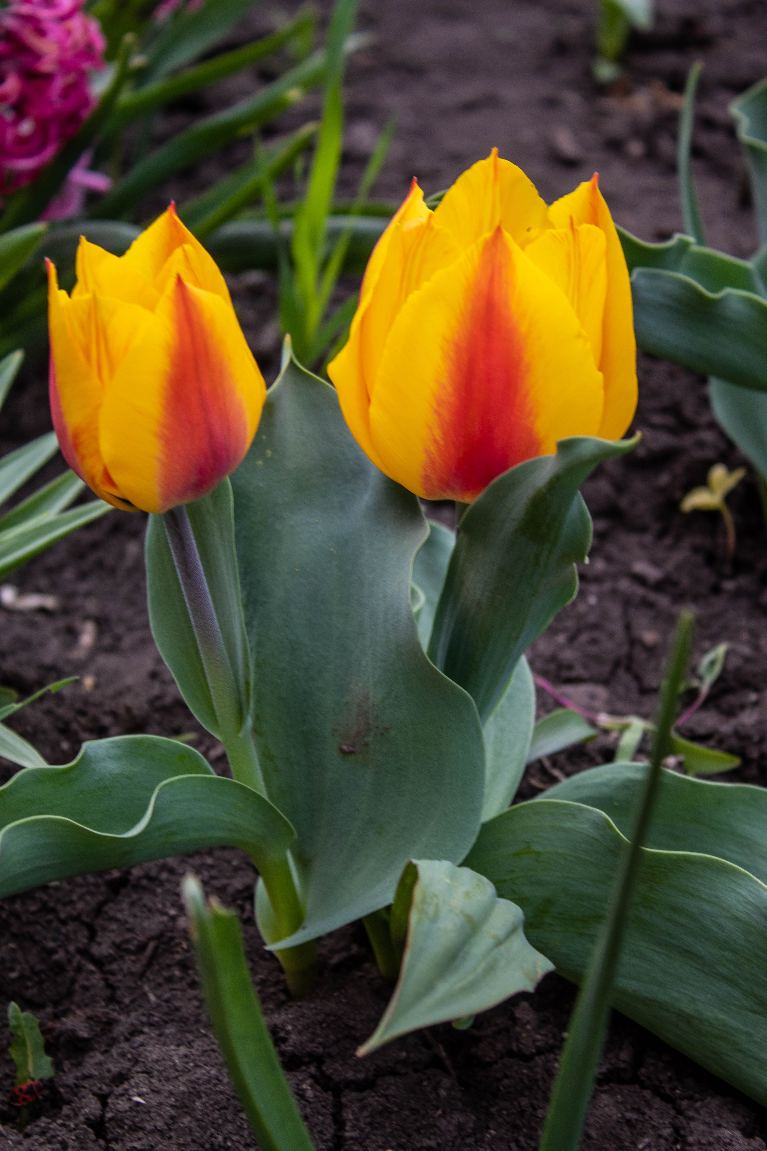Close-up of two yellow tulips with red accents blooming in a garden.