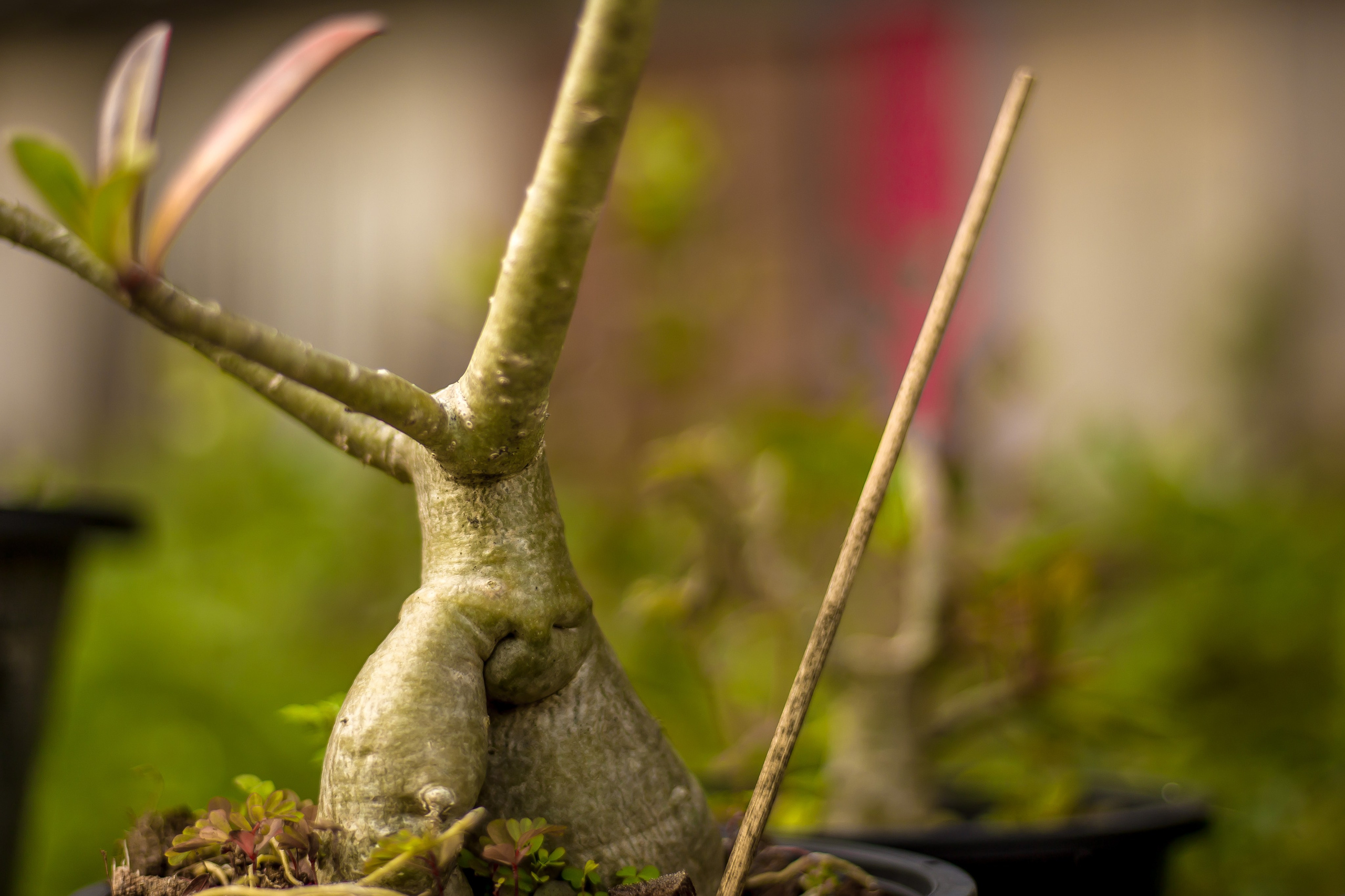 Thailand 2023, Samui. Art Photographer