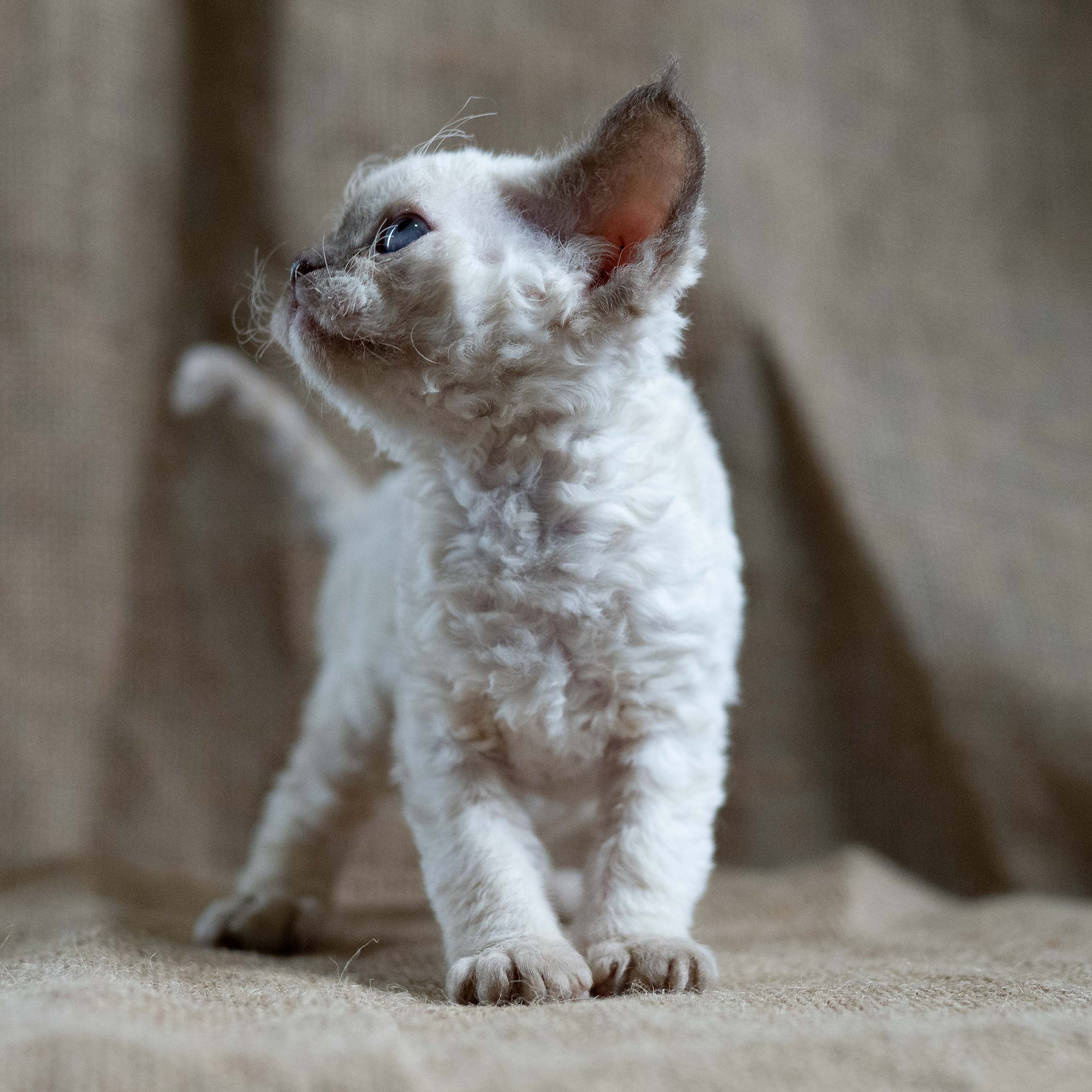 Luna, girl, born 12.20.2025. Devon Rex Pixie Cattery