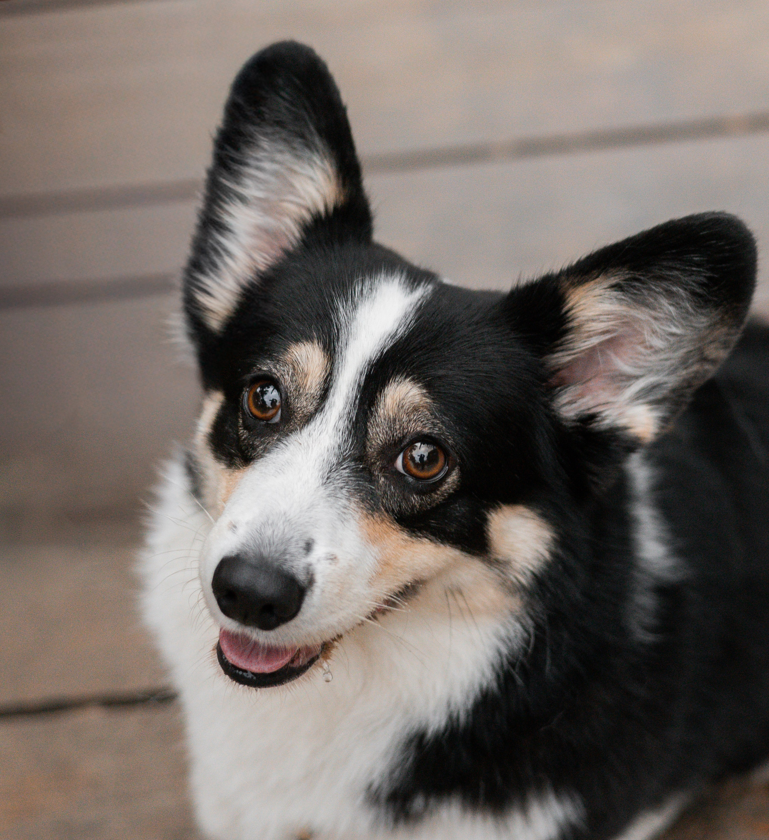 Даня, Аня и Плюша. Фотограф-анималист | Белград