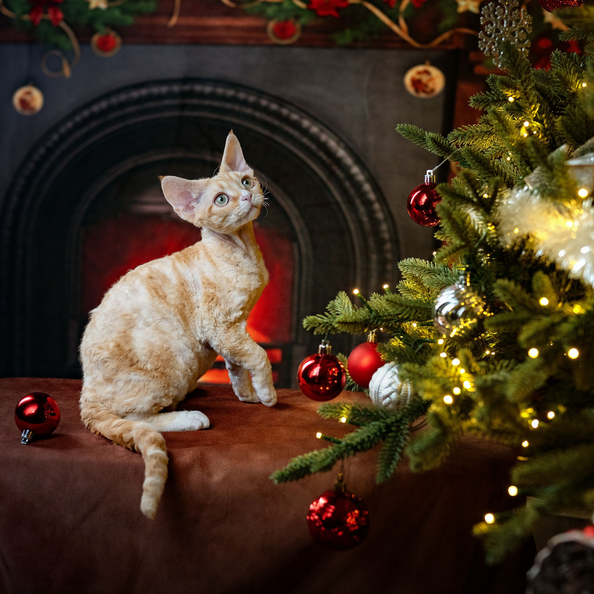 Choux. Devon Rex Pixie Cattery