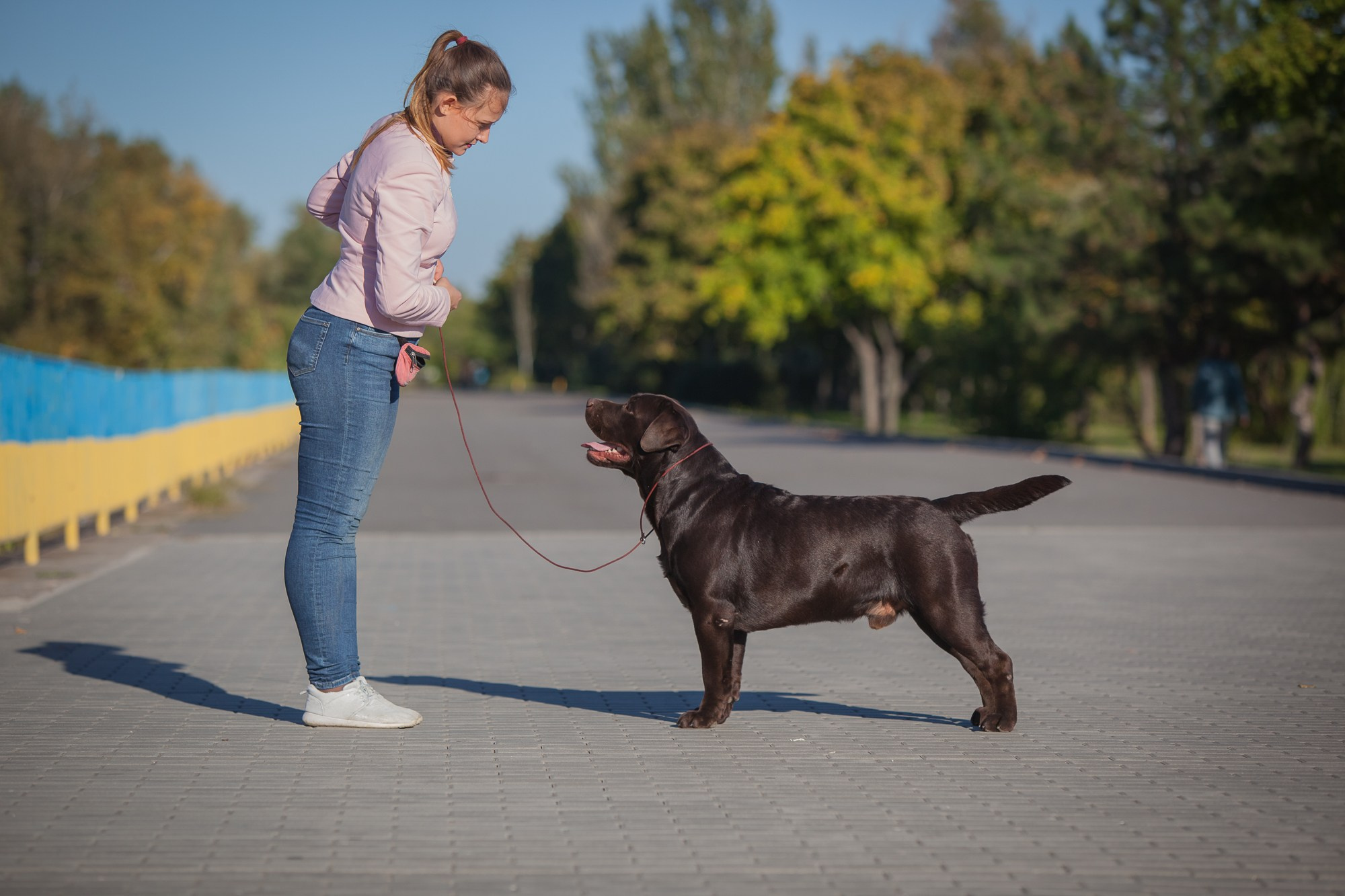 Newton. Цуценята лабрадор ретривера, Дніпро, Україна
