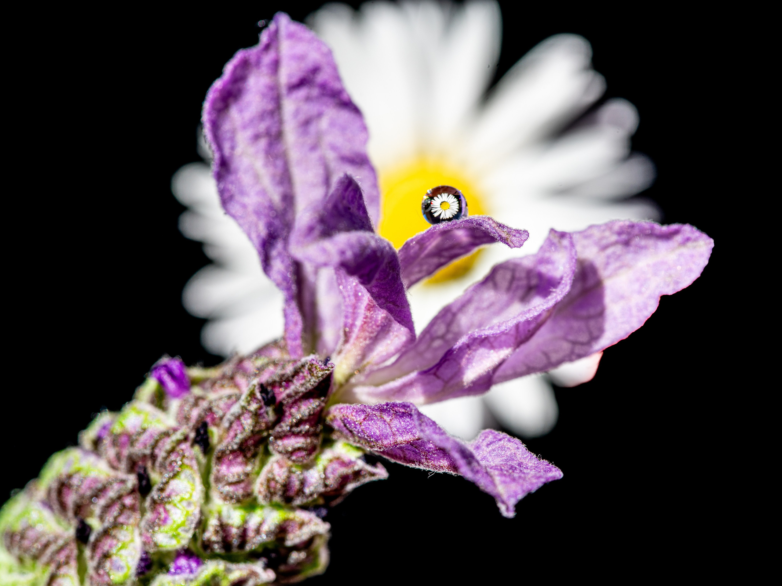 Fiori. “Gianmaria Coscia fotografo per passione”