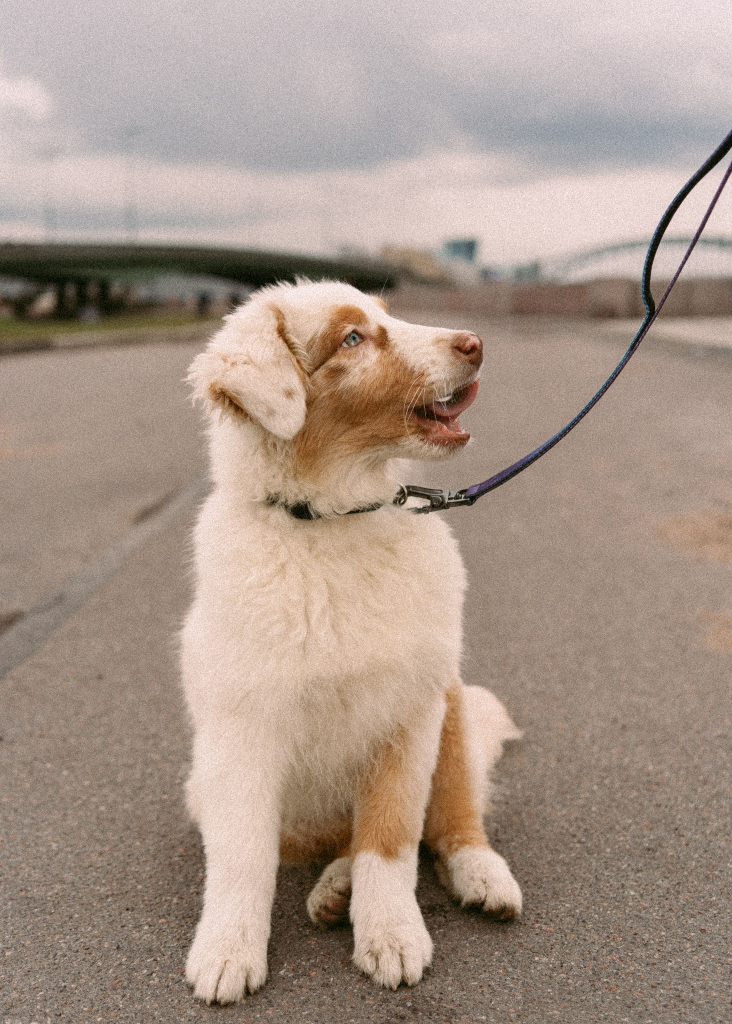 Anna&Cosmo. Pagina principale