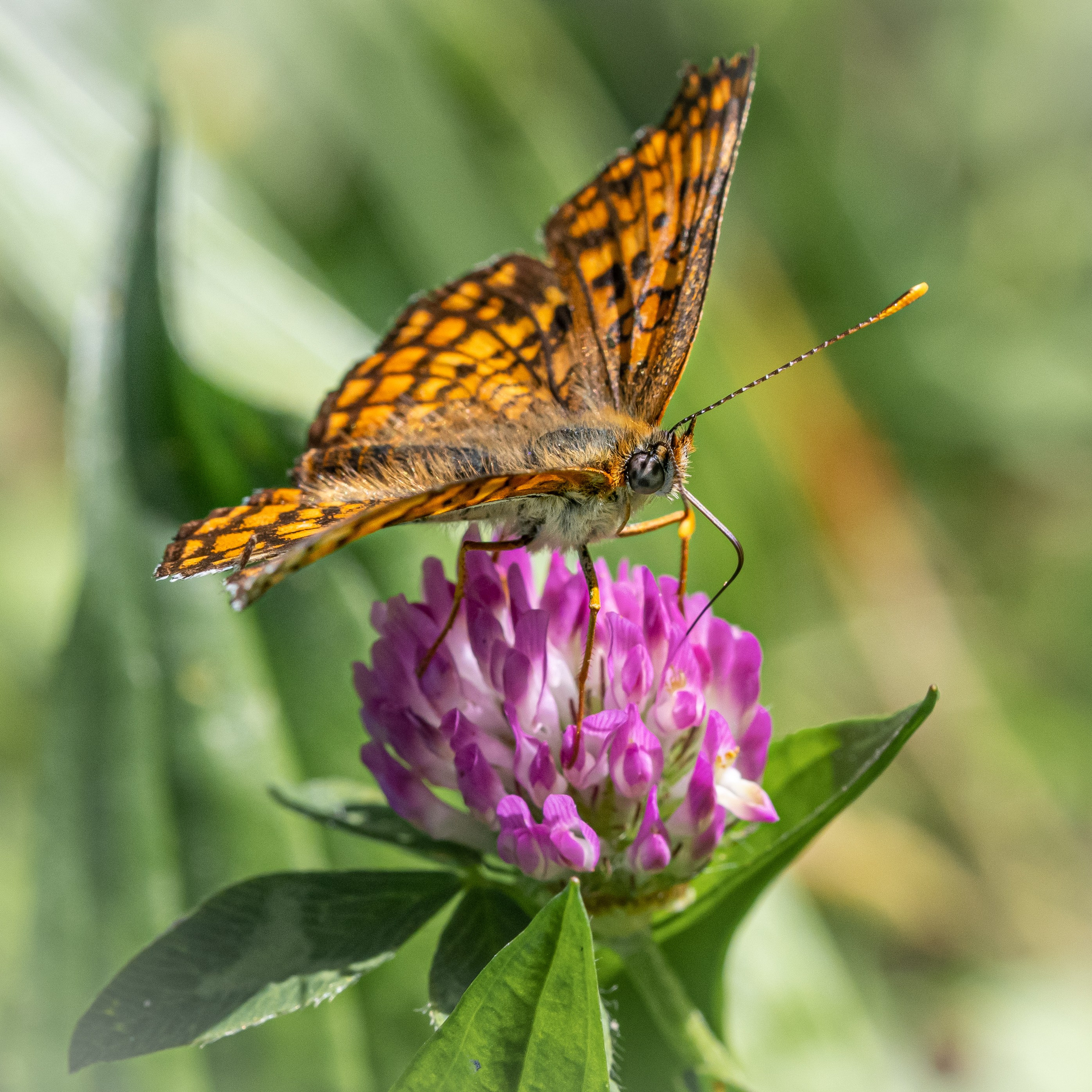 “Gianmaria Coscia fotografo per passione”