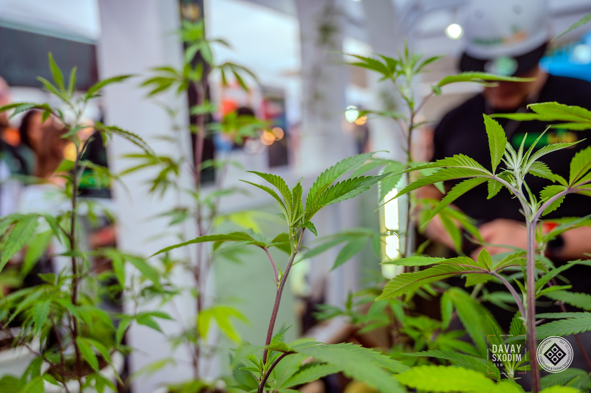 PHUKET CANNA CUP. АФИША|ФОТОРЕПОРТАЖИ|ИВЕНТЫ|ПХУКЕТ