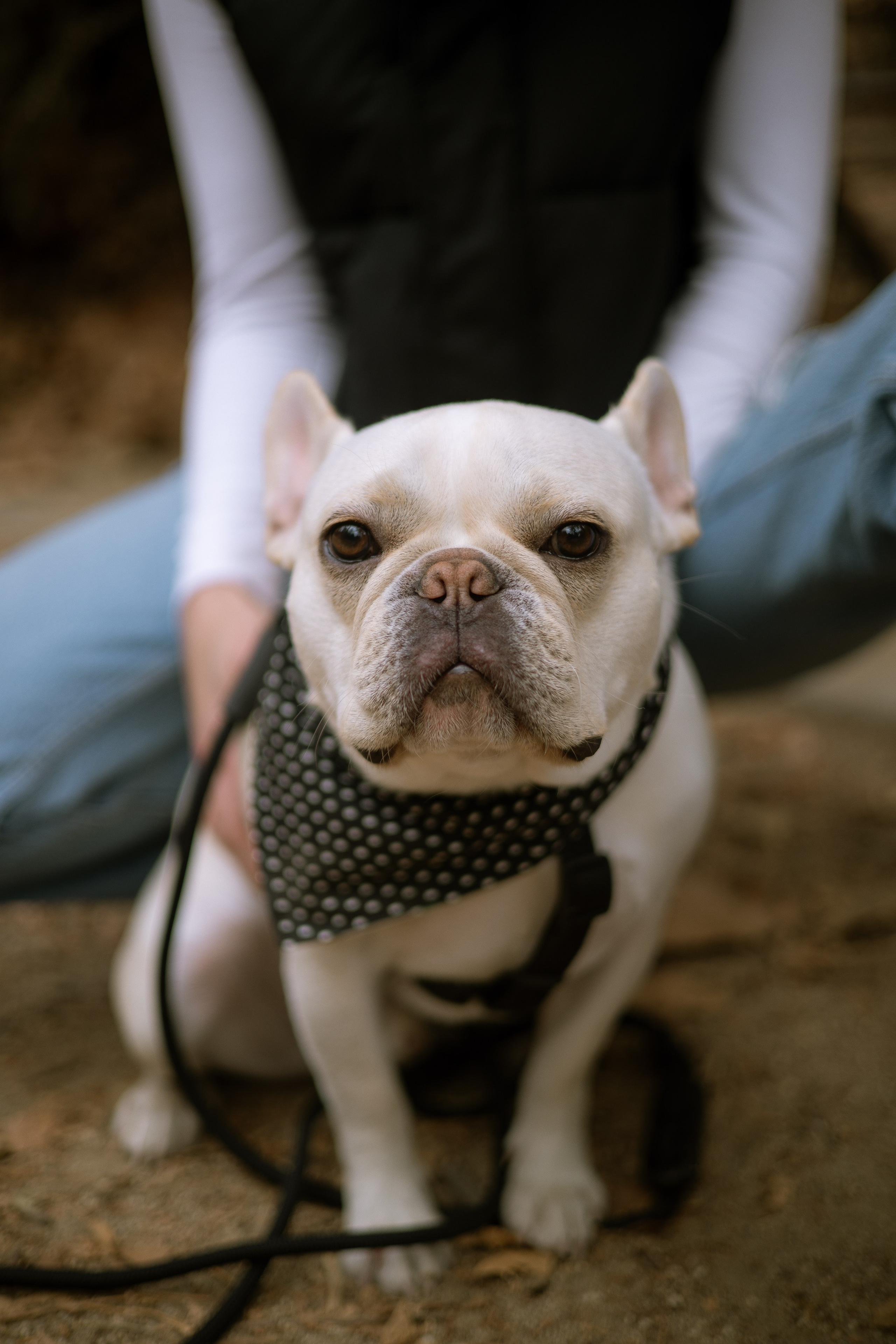 Paws & Portraits. Photographer in Los Angeles. Julia Ishmuratova