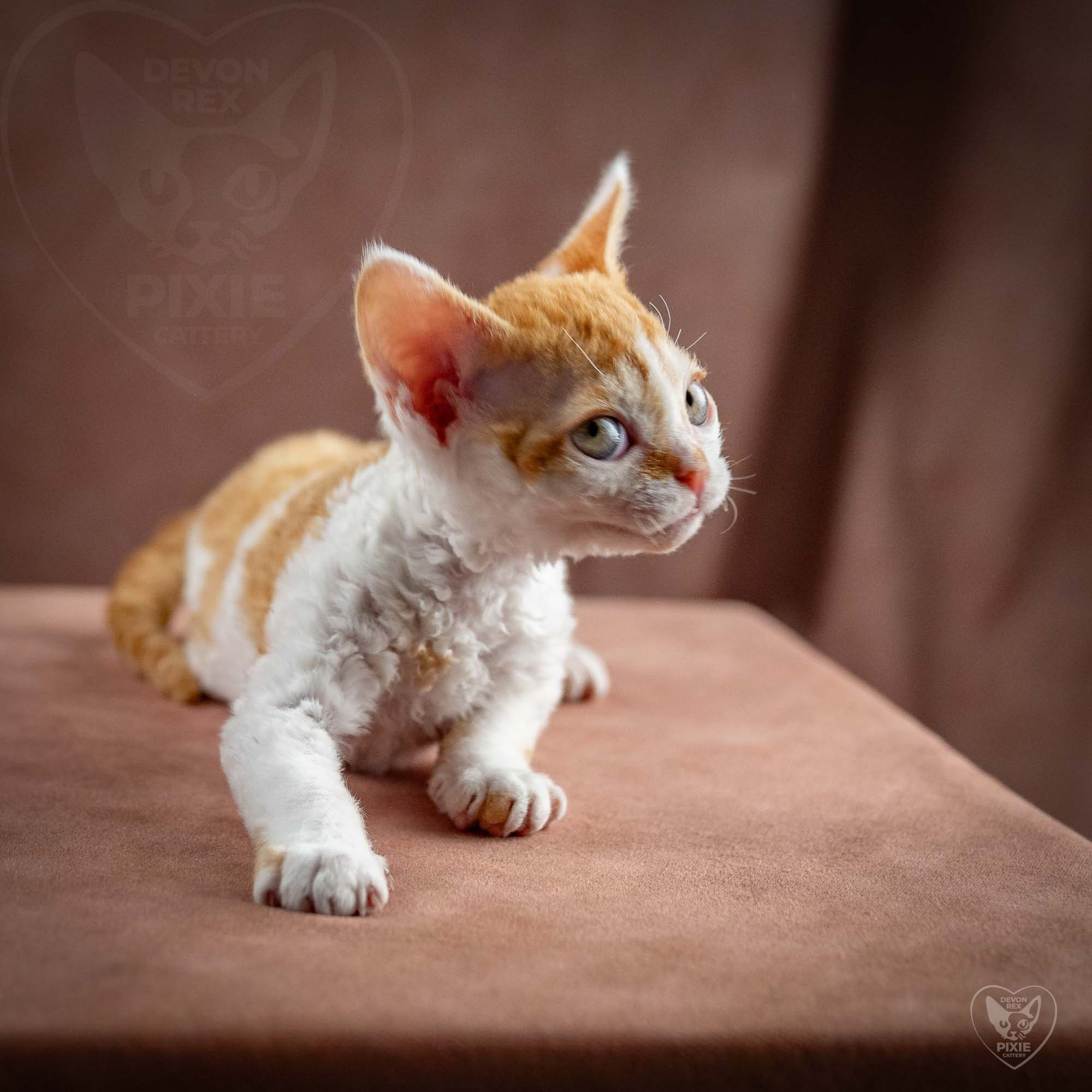 Gary,  boy, born on 01.18.25. Devon Rex Pixie Cattery