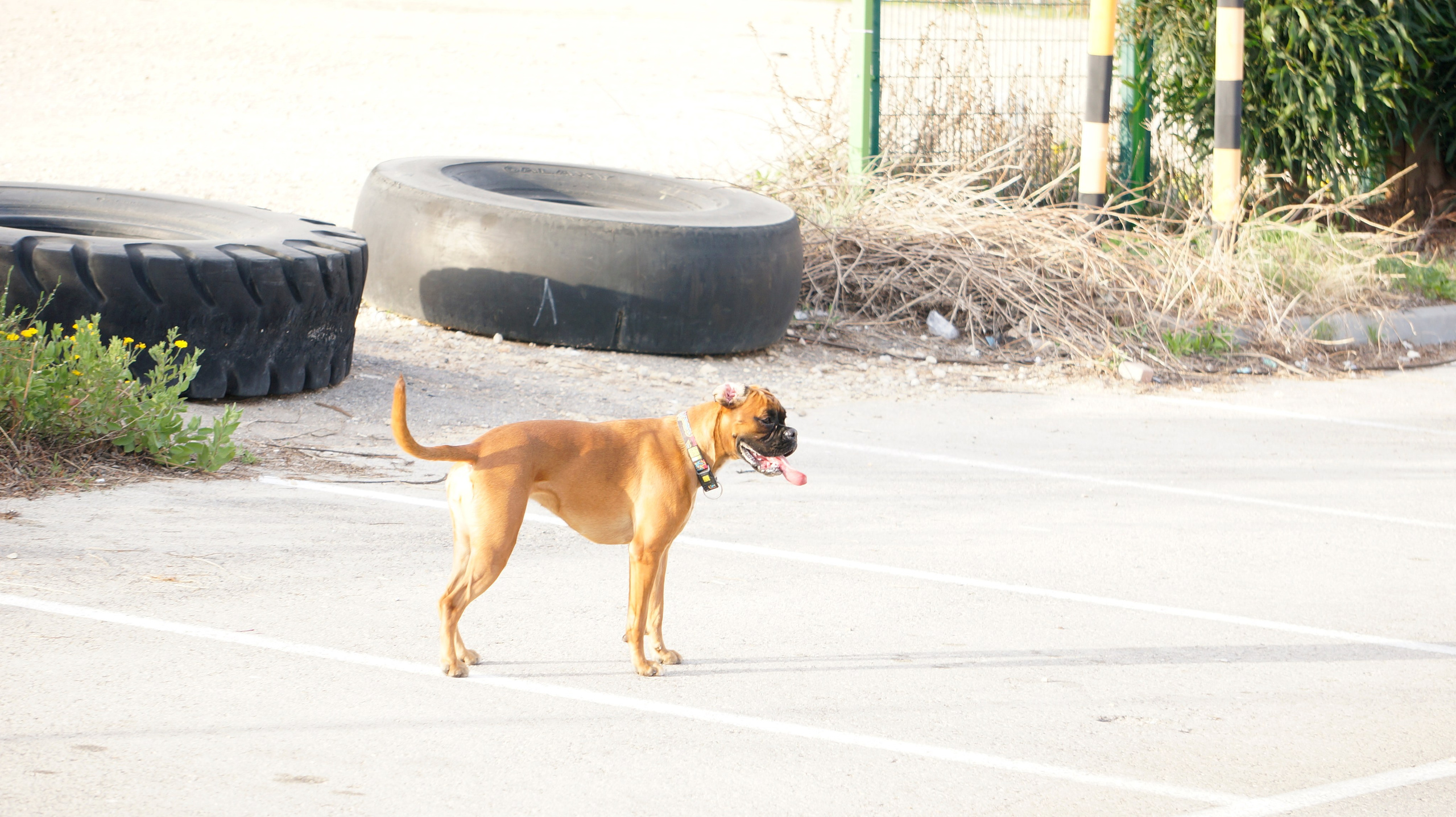 My ״Star״ Boxer Dog