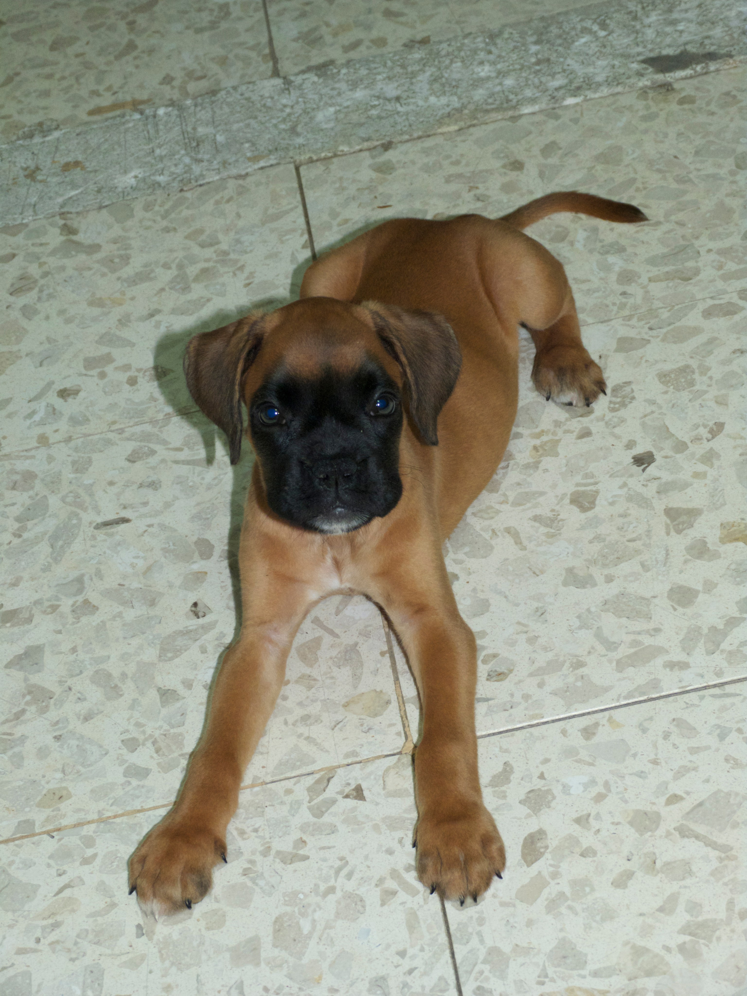 My ״Star״ Boxer Dog