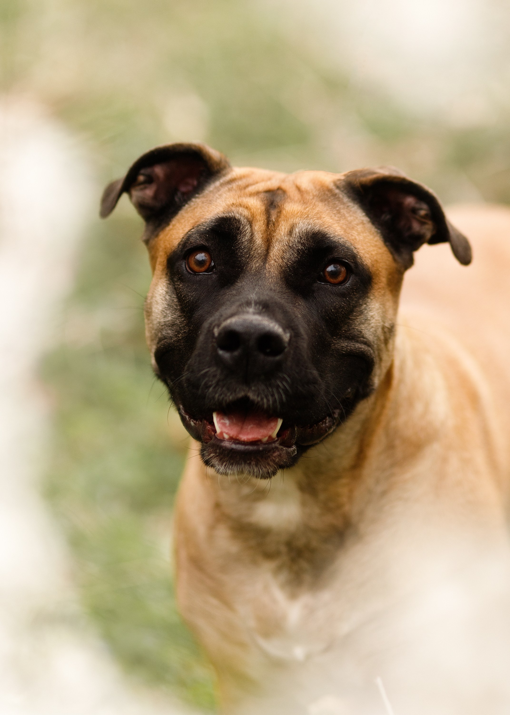 Spring ca de bou. Kaja | fotograf psów we Wrocławiu