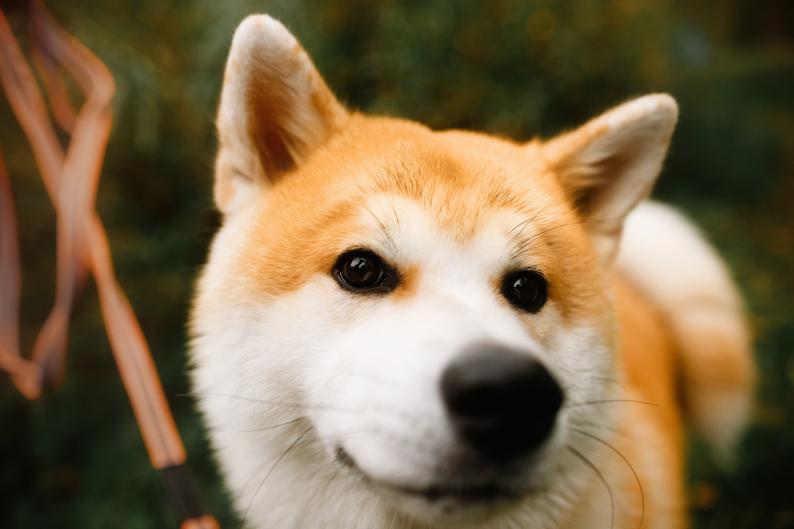 Maria & Kenji. Kaja | fotograf we Wrocławiu | ludzie i psy