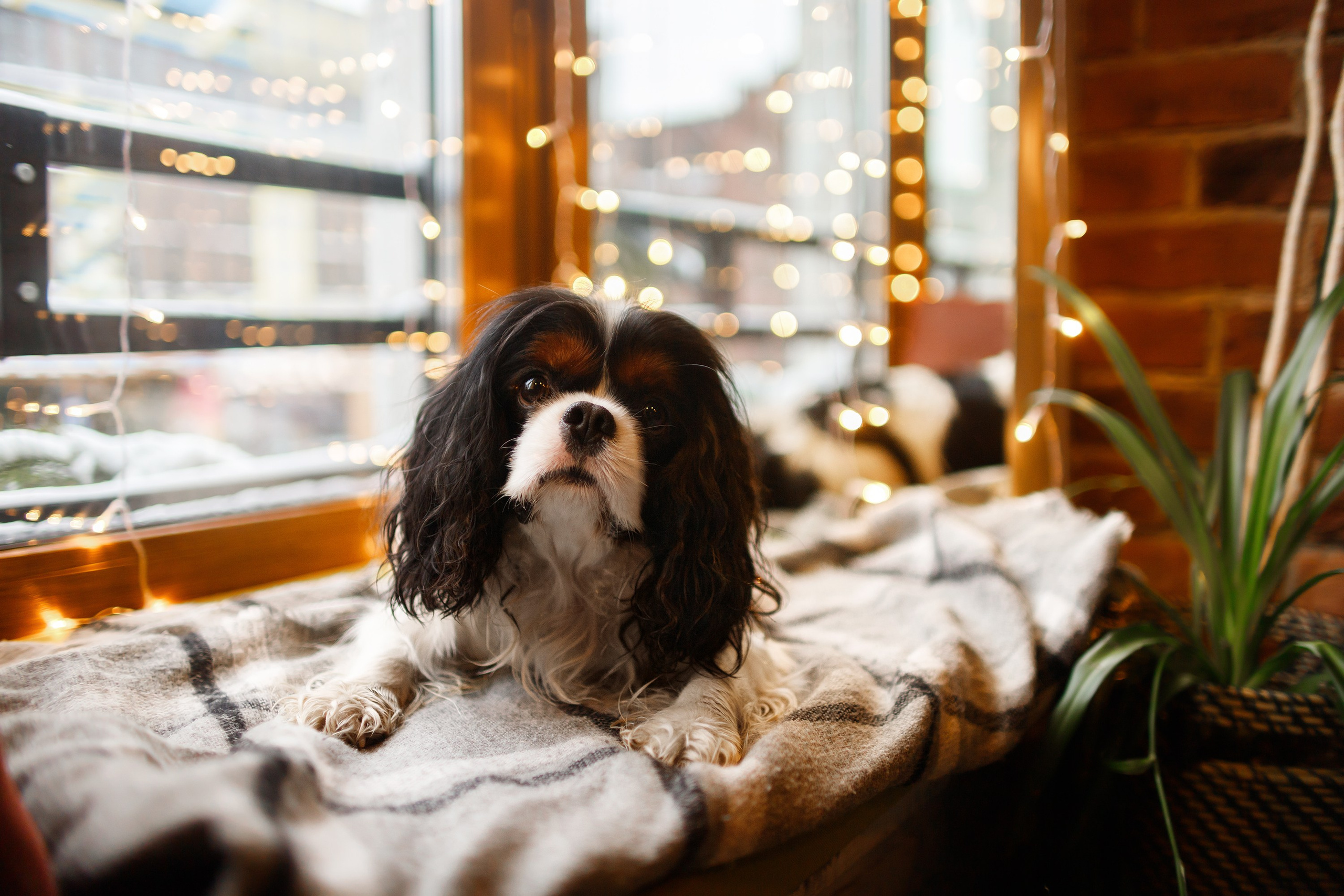 Uliana & winter spaniels. Kaja | fotograf psów we Wrocławiu