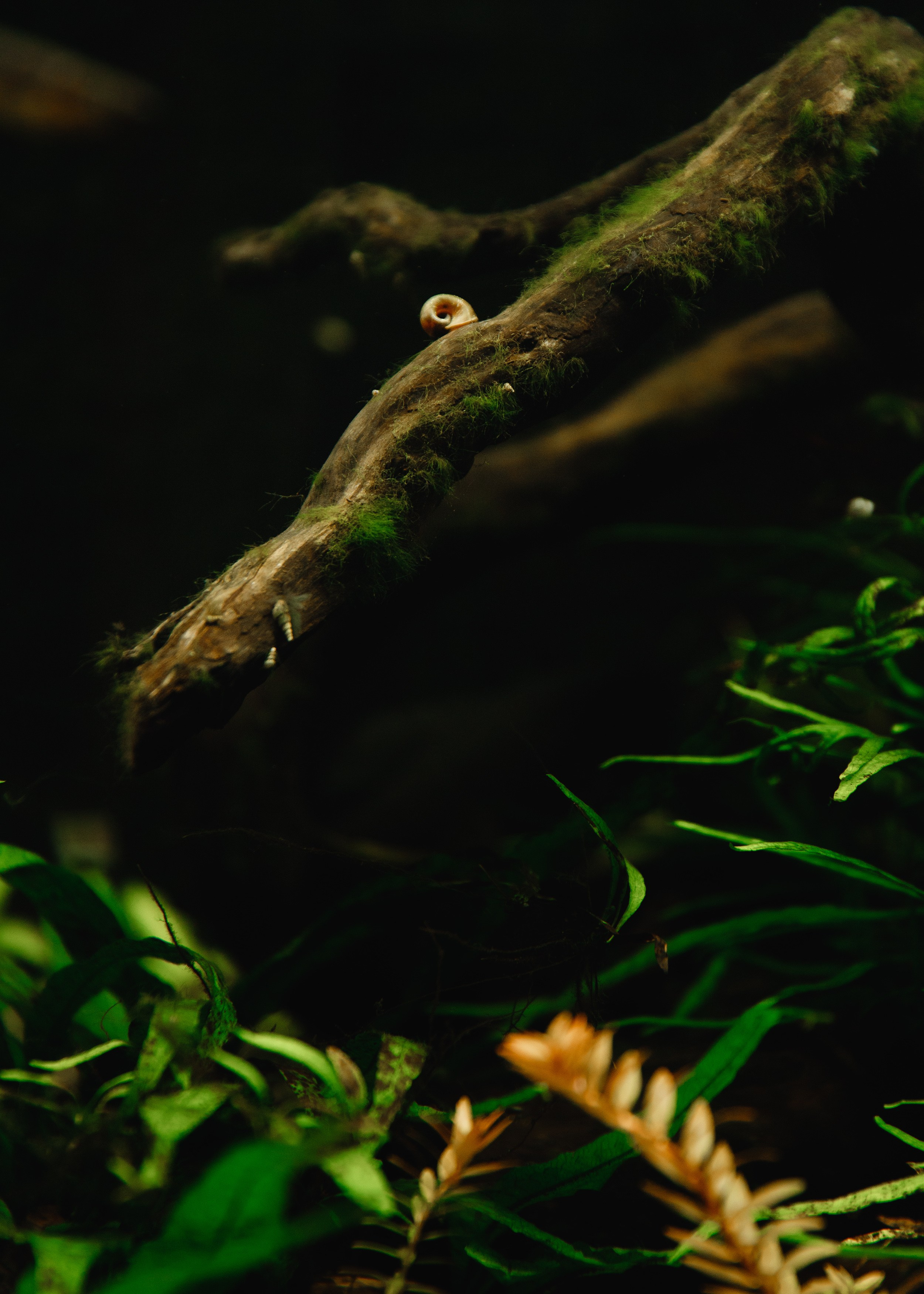 Botanical garden in Wroclaw. Kaja | fotograf we Wrocławiu | ludzie i psy