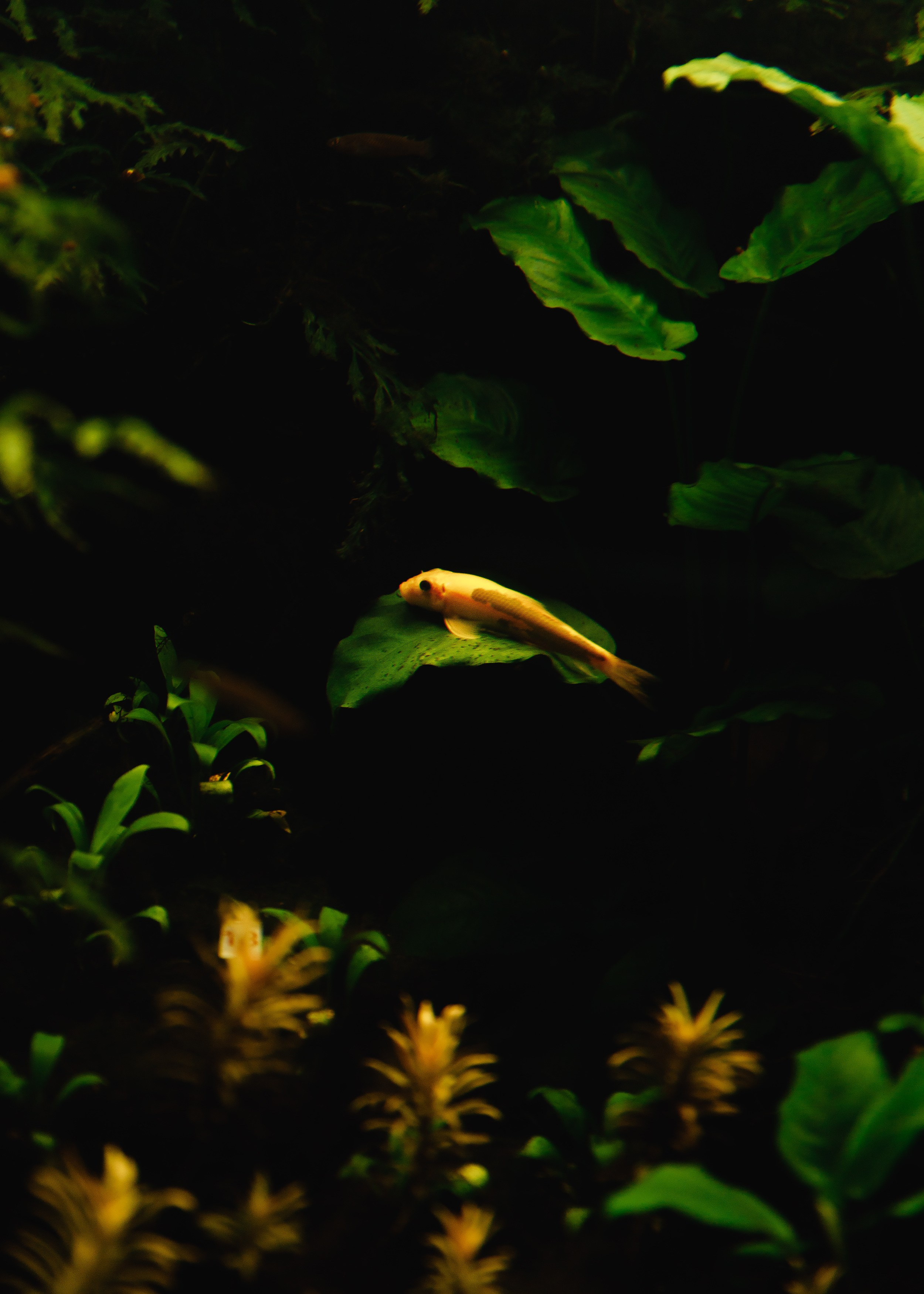 Botanical garden in Wroclaw. Kaja | fotograf we Wrocławiu | ludzie i psy