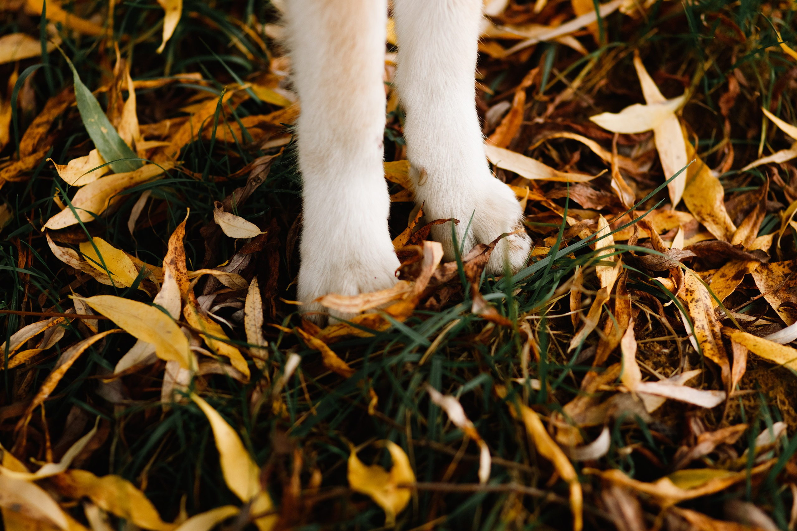 Maria & Kenji. Kaja | fotograf we Wrocławiu | ludzie i psy