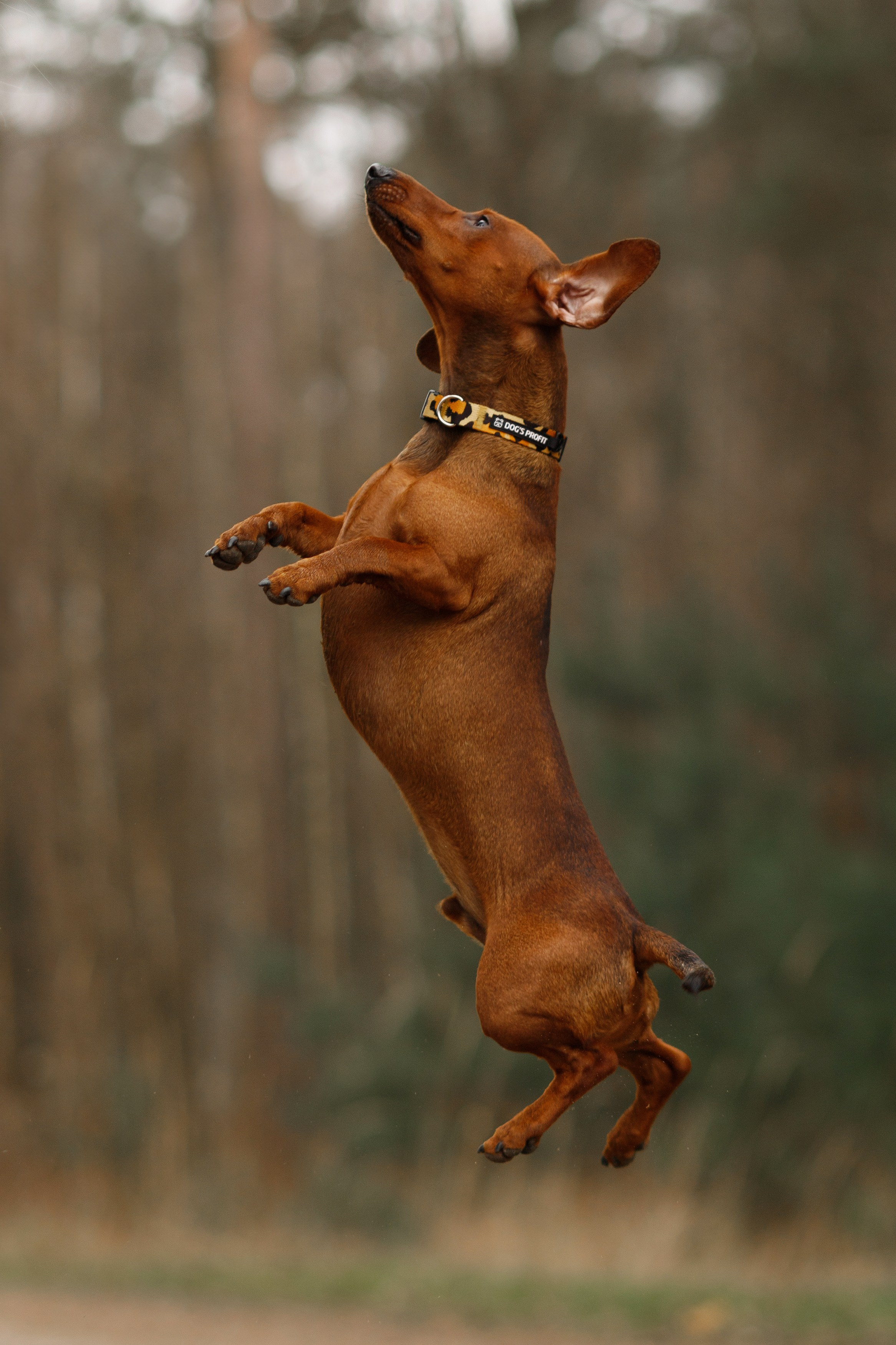 Ania, Franek & Vincent. Kaja | fotograf psów we Wrocławiu