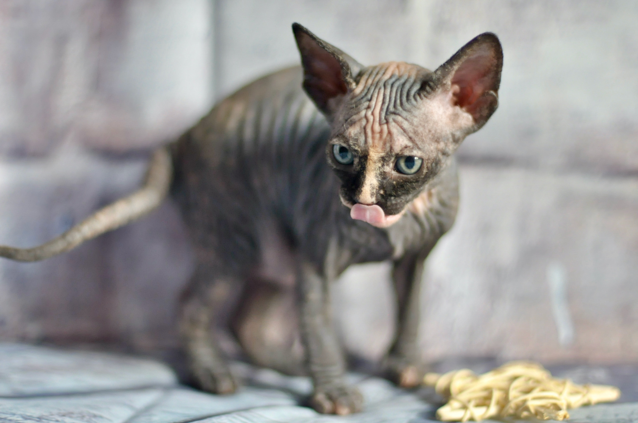 Sphynx kittens UK, Sphynx kittens United Kingdom, Sphynx kittens GB, Sphynx kittens Great Britain, Sphynx kittens London, Sphynx UK, Sphynx United Kingdom, Sphynx GB, Sphynx Great Britain, Sphynx London                                                 Sphynx kittens USA, Sphynx kittens United States, Sphynx kittens US, Sphynx kittens New York, Sphynx kittens Boston, Sphynx United States, Sphynx US, Sphynx USA, Sphynx New York, Sphynx Boston