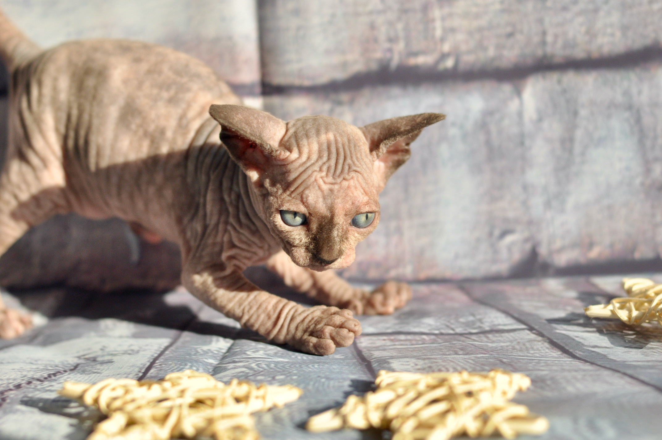 Sphynx kittens UK, Sphynx kittens United Kingdom, Sphynx kittens GB, Sphynx kittens Great Britain, Sphynx kittens London, Sphynx UK, Sphynx United Kingdom, Sphynx GB, Sphynx Great Britain, Sphynx London                                                 Sphynx kittens USA, Sphynx kittens United States, Sphynx kittens US, Sphynx kittens New York, Sphynx kittens Boston, Sphynx United States, Sphynx US, Sphynx USA, Sphynx New York, Sphynx Boston