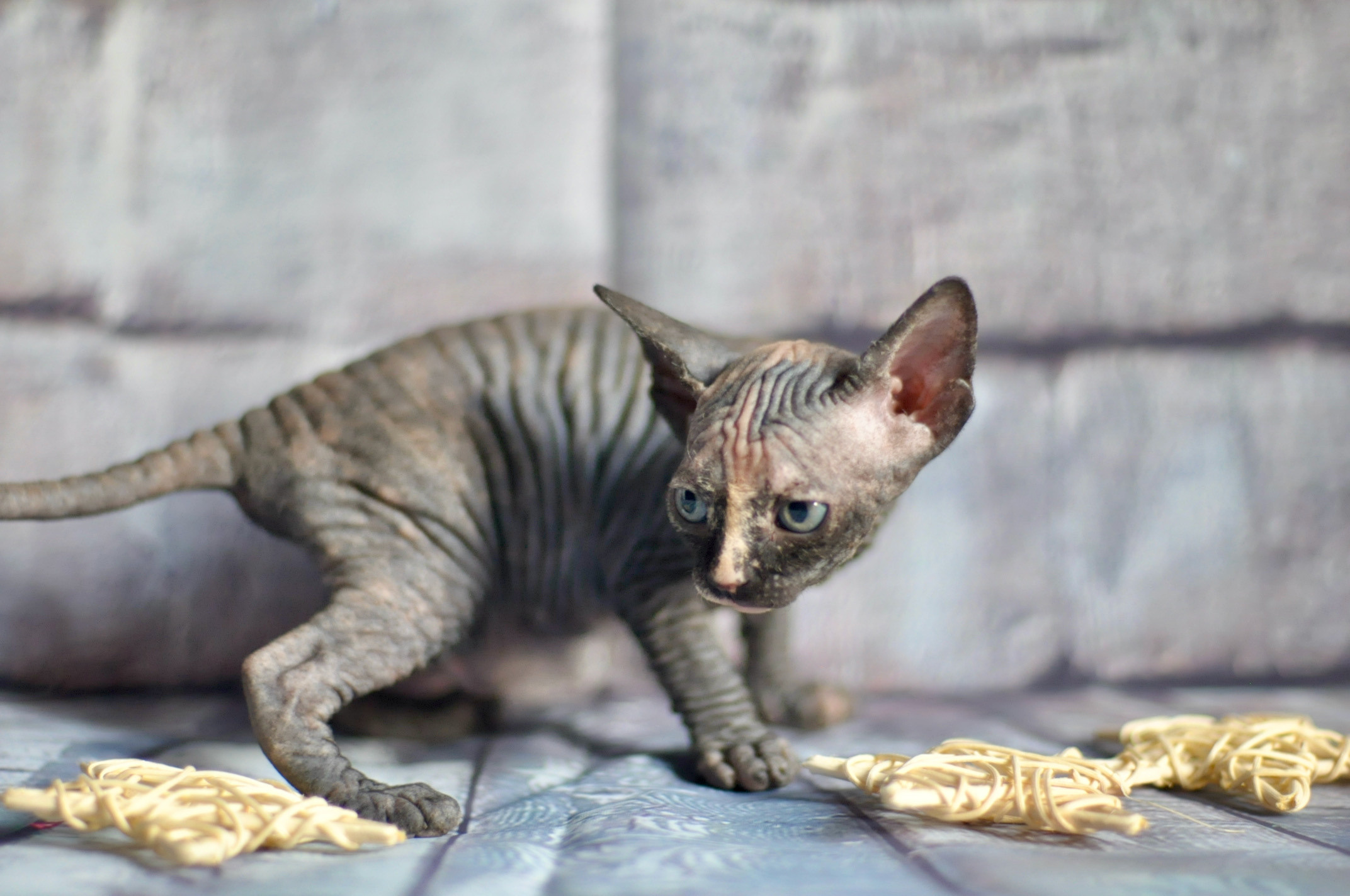 Sphynx kittens UK, Sphynx kittens United Kingdom, Sphynx kittens GB, Sphynx kittens Great Britain, Sphynx kittens London, Sphynx UK, Sphynx United Kingdom, Sphynx GB, Sphynx Great Britain, Sphynx London                                                 Sphynx kittens USA, Sphynx kittens United States, Sphynx kittens US, Sphynx kittens New York, Sphynx kittens Boston, Sphynx United States, Sphynx US, Sphynx USA, Sphynx New York, Sphynx Boston