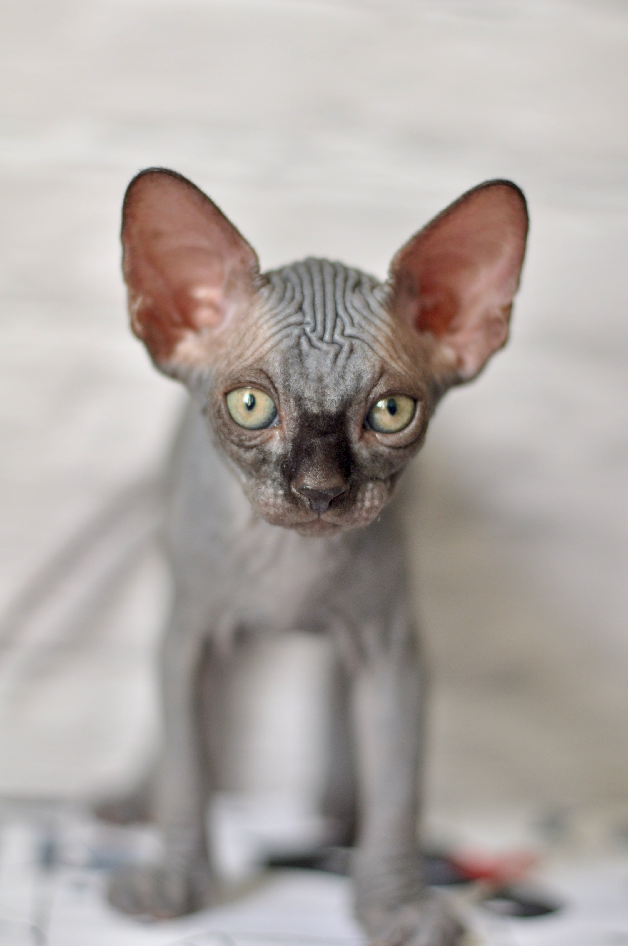 Sphynx kittens UK, Sphynx kittens United Kingdom, Sphynx kittens GB, Sphynx kittens Great Britain, Sphynx kittens London, Sphynx UK, Sphynx United Kingdom, Sphynx GB, Sphynx Great Britain, Sphynx London