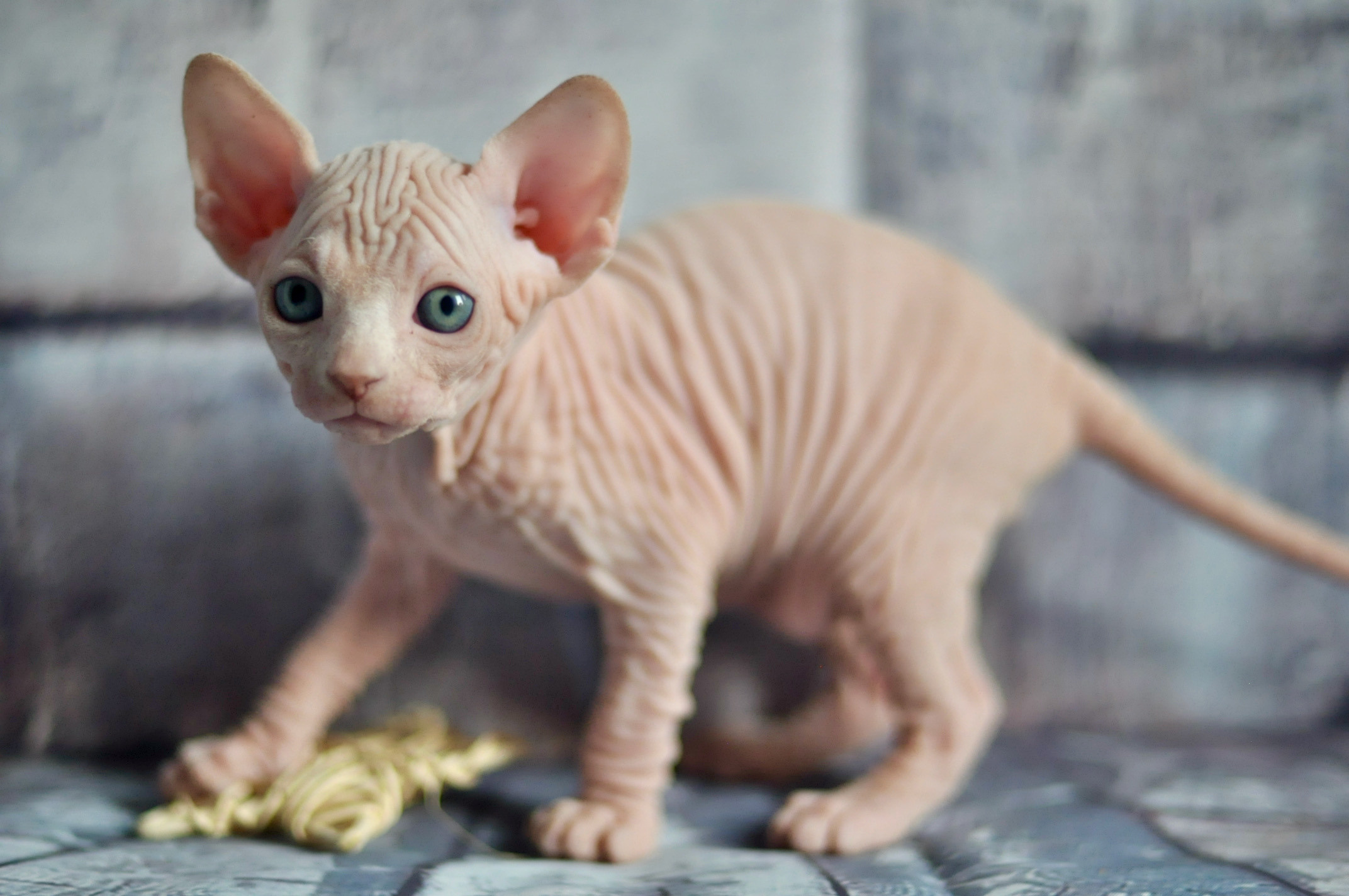 Sphynx kittens UK, Sphynx kittens United Kingdom, Sphynx kittens GB, Sphynx kittens Great Britain, Sphynx kittens London, Sphynx UK, Sphynx United Kingdom, Sphynx GB, Sphynx Great Britain, Sphynx London