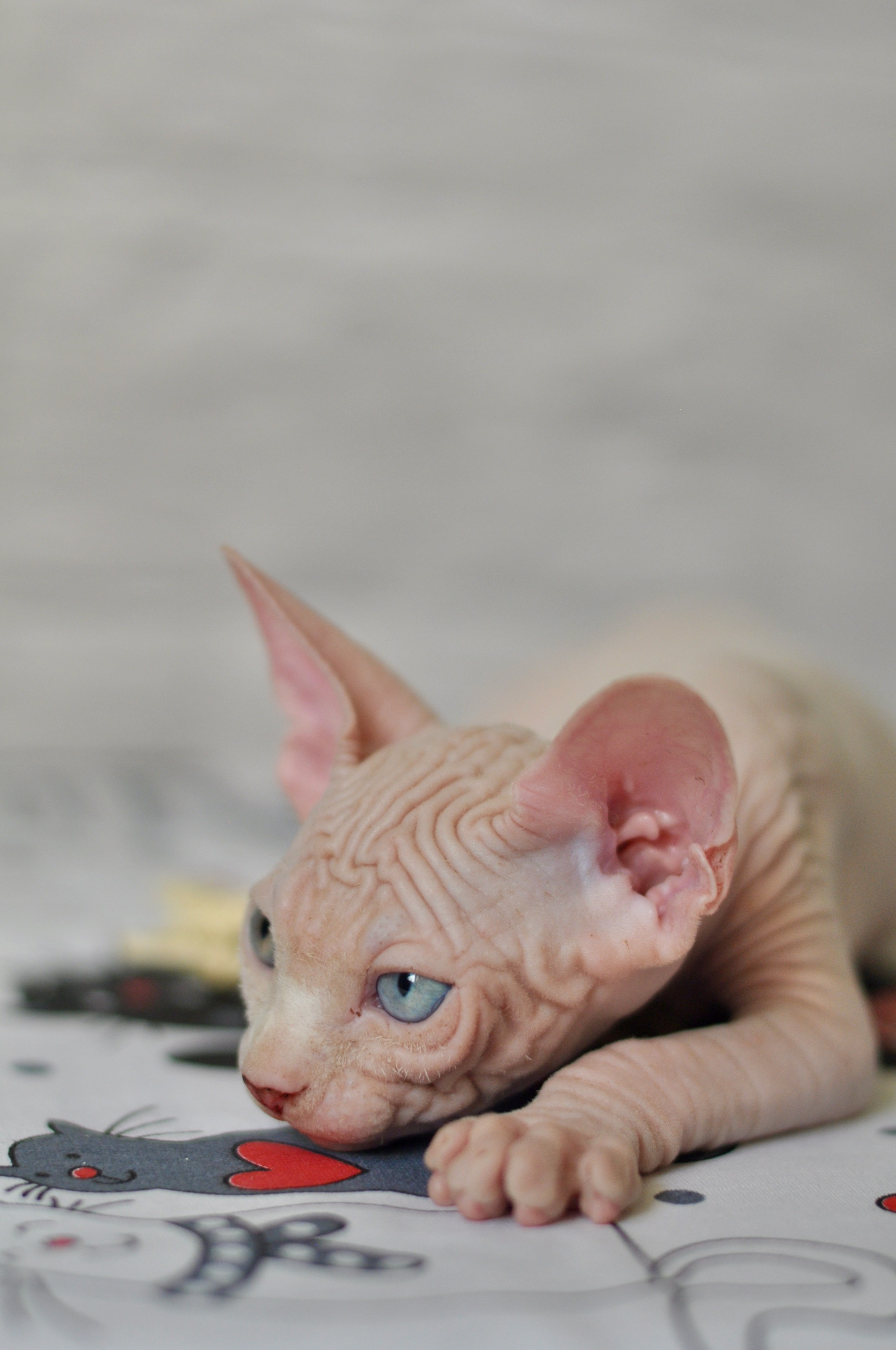 BISMARK (♂), color — White odd eyed (w63) — Resident of the Cattery. Εκτροφείο γάτες Σφίγγα στην Λεμεσό, Κύπρος