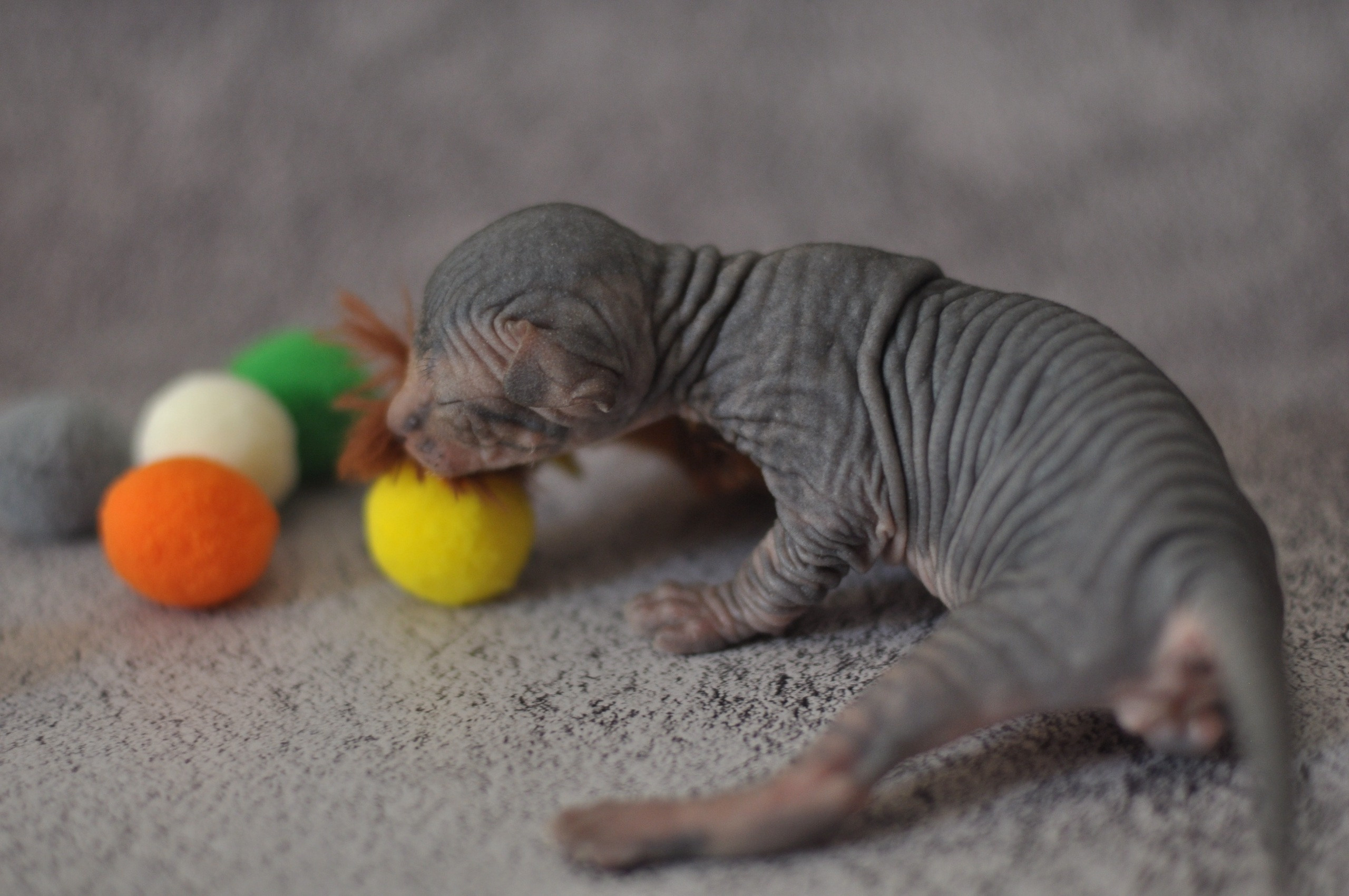 sphynx London, Birmingham, sphynx cat for sale London, sphynx cat for sale Birmingham