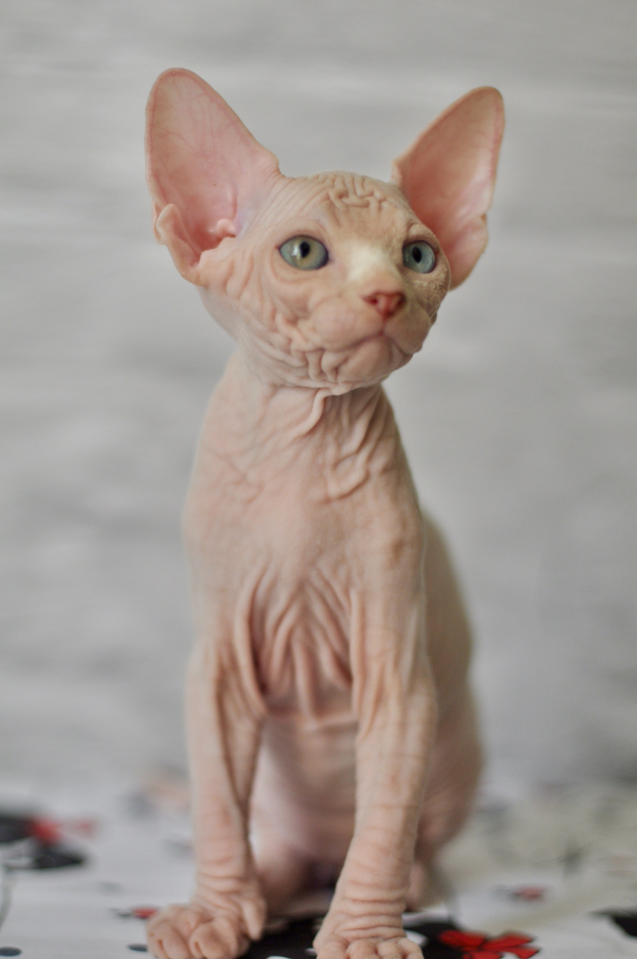 BISMARK (♂), color — White odd eyed (w63) — Resident of the Cattery. Εκτροφείο γάτες Σφίγγα στην Λεμεσό, Κύπρος