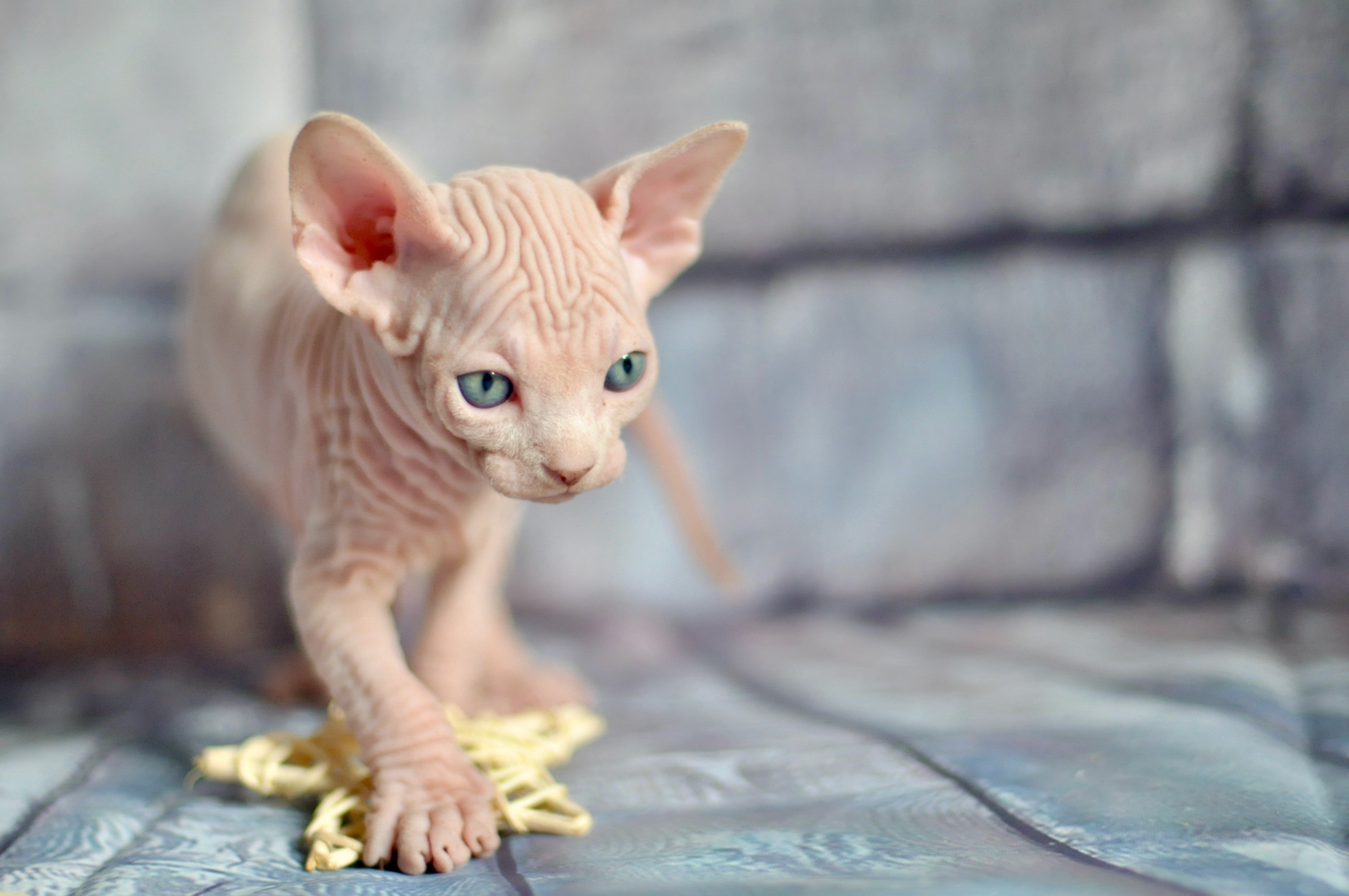 Sphynx kittens UK, Sphynx kittens United Kingdom, Sphynx kittens GB, Sphynx kittens Great Britain, Sphynx kittens London, Sphynx UK, Sphynx United Kingdom, Sphynx GB, Sphynx Great Britain, Sphynx London