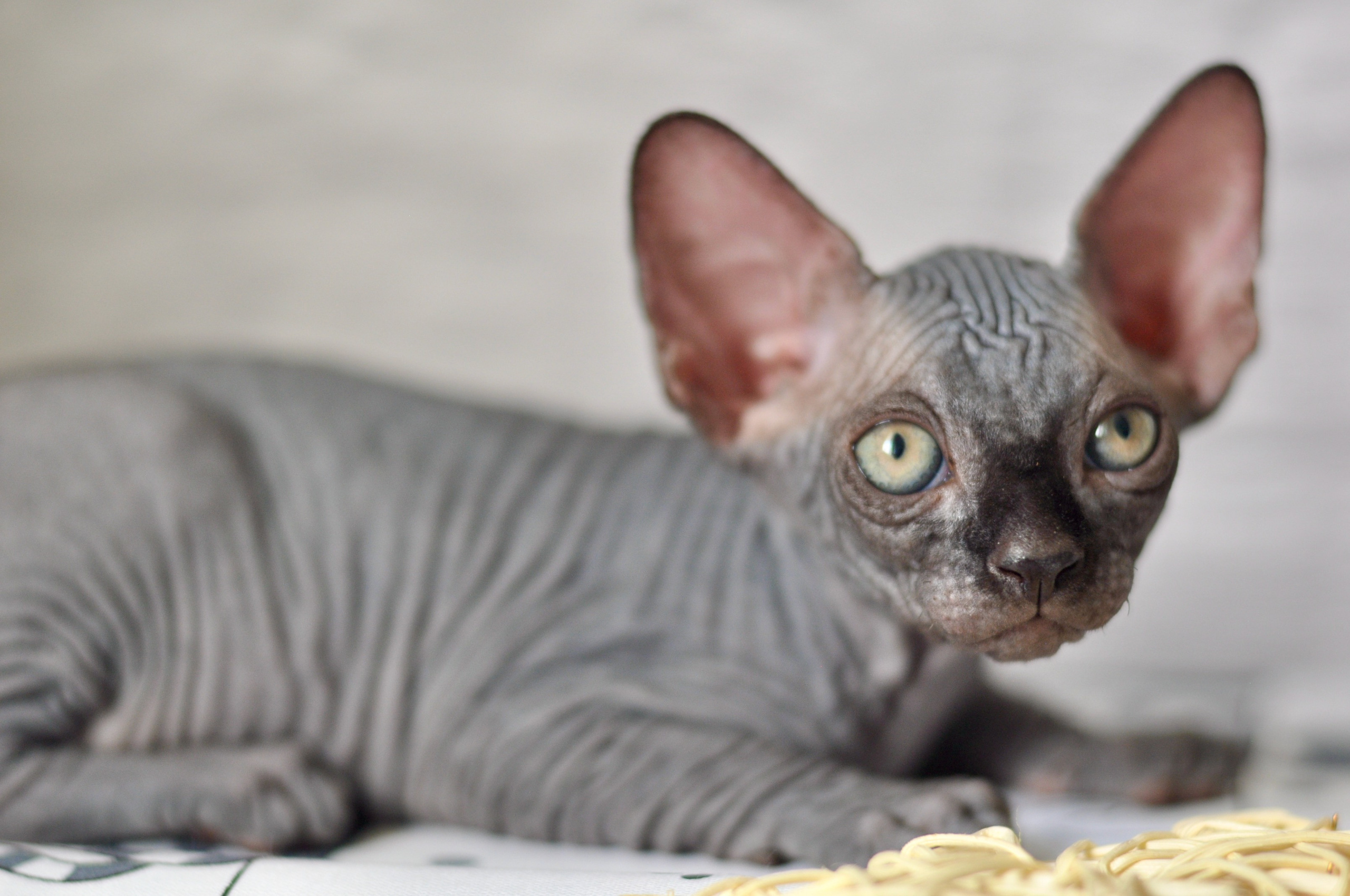 Sphynx kittens UK, Sphynx kittens United Kingdom, Sphynx kittens GB, Sphynx kittens Great Britain, Sphynx kittens London, Sphynx UK, Sphynx United Kingdom, Sphynx GB, Sphynx Great Britain, Sphynx London