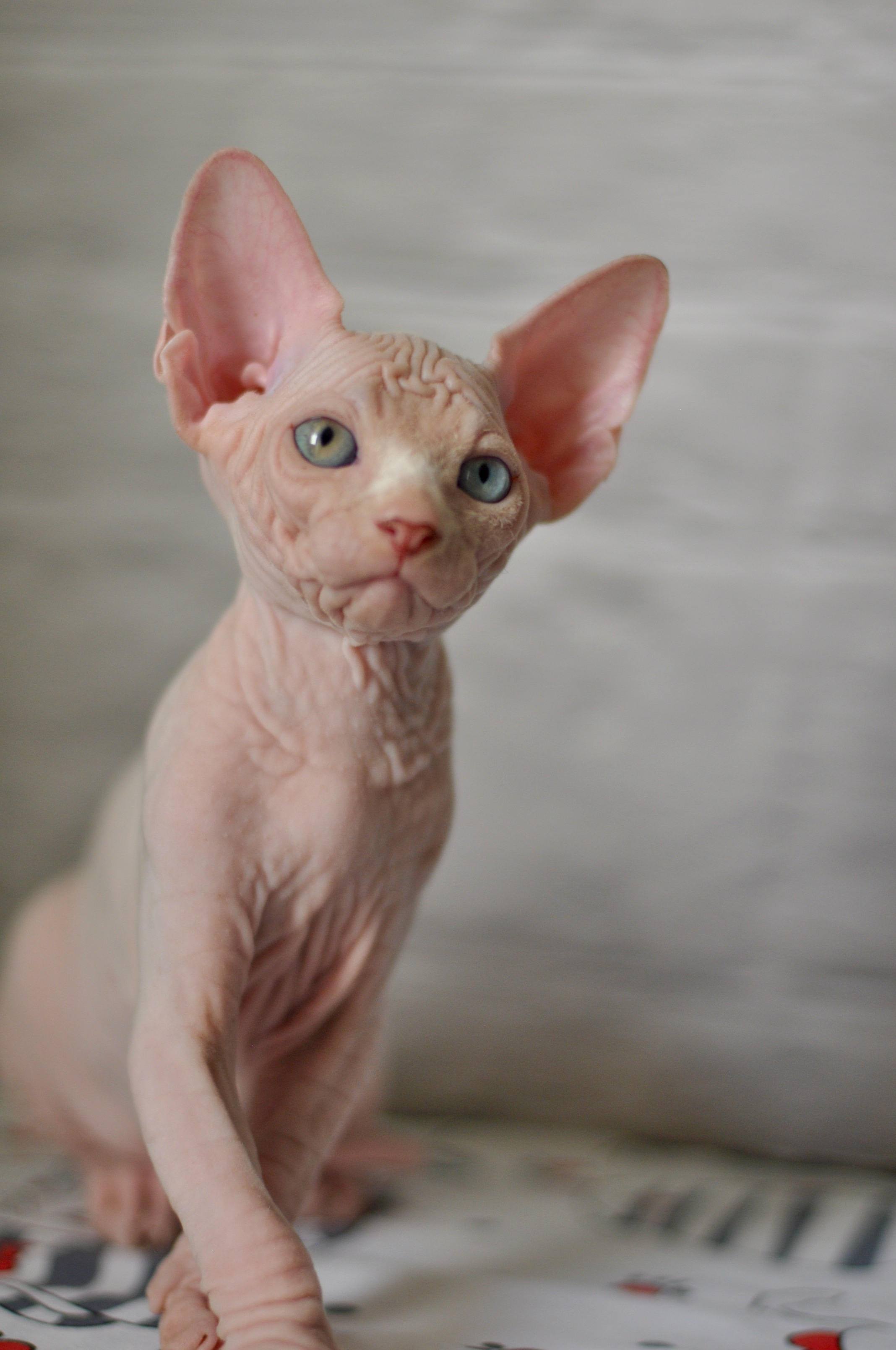 BISMARK (♂), color — White odd eyed (w63) — Resident of the Cattery. Εκτροφείο γάτες Σφίγγα στην Λεμεσό, Κύπρος