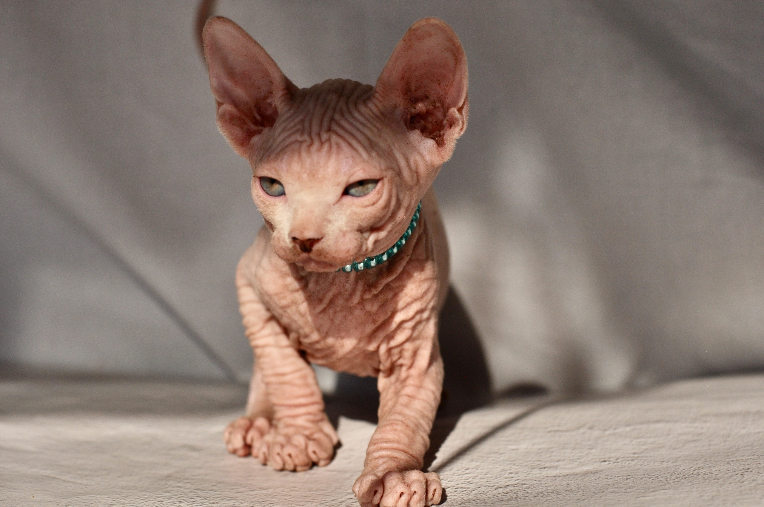 Sphynx kittens US, Sphynx kittens United States, Sphynx kittens USA, Sphynx kittens America, Sphynx kittens New York, Sphynx US, Sphynx United States, Sphynx USA, Sphynx United States, Sphynx USA