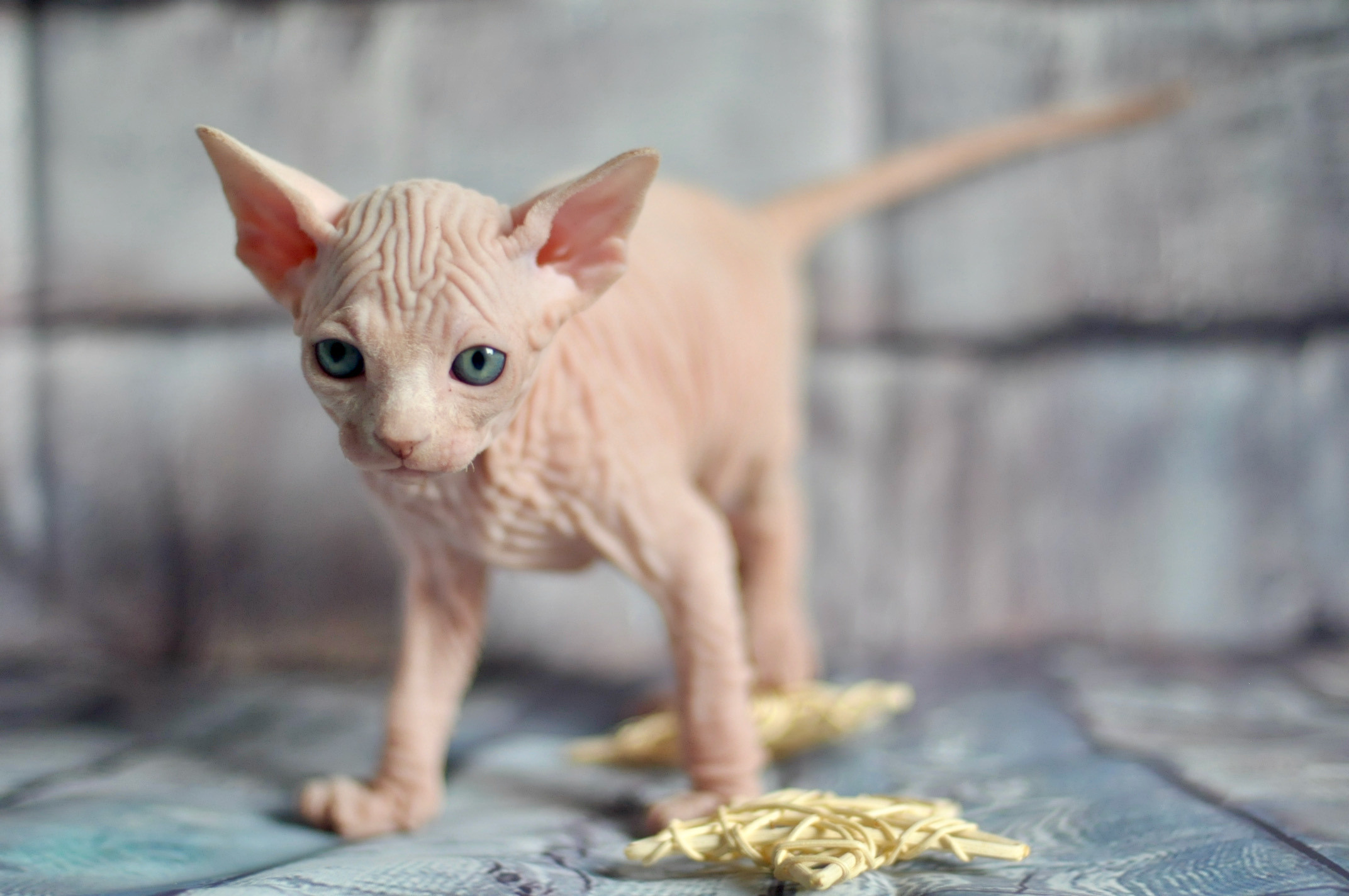 Sphynx kittens UK, Sphynx kittens United Kingdom, Sphynx kittens GB, Sphynx kittens Great Britain, Sphynx kittens London, Sphynx UK, Sphynx United Kingdom, Sphynx GB, Sphynx Great Britain, Sphynx London