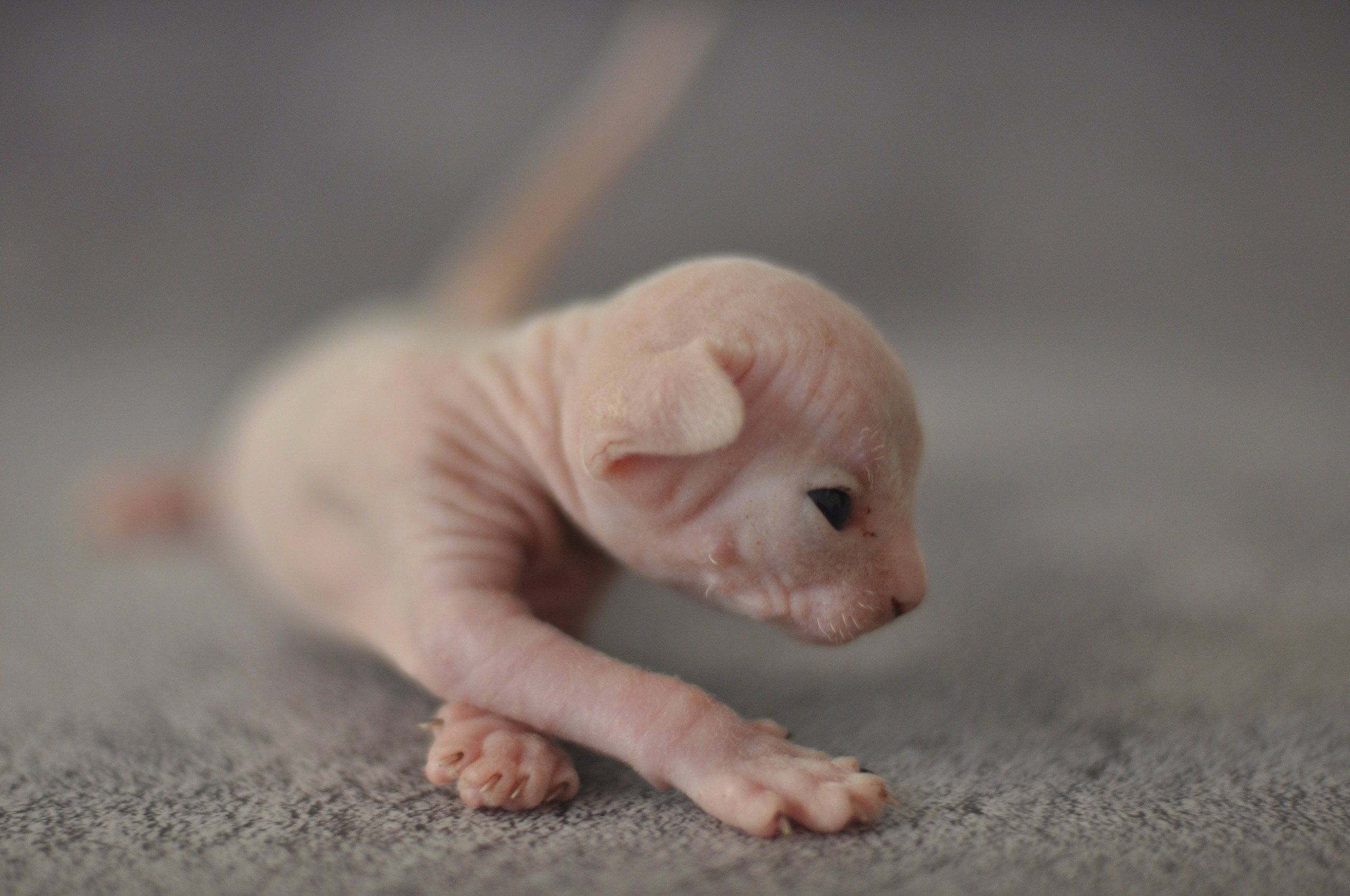 sphynx kittens Boston, sphynx kittens New York, sphynx kittens for sale Boston, sphynx kittens for sale New York