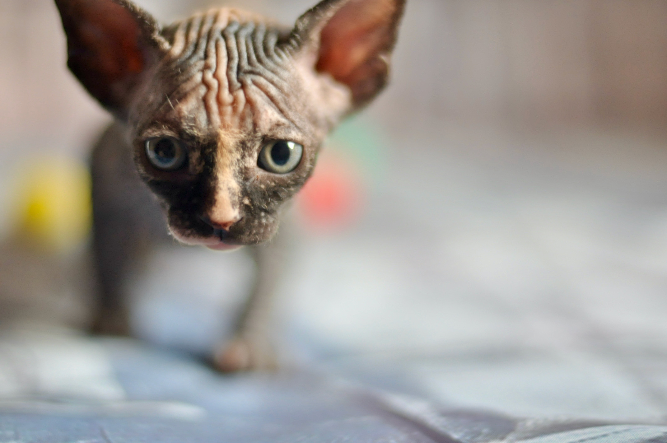 Sphynx kittens UK, Sphynx kittens United Kingdom, Sphynx kittens GB, Sphynx kittens Great Britain, Sphynx kittens London, Sphynx UK, Sphynx United Kingdom, Sphynx GB, Sphynx Great Britain, Sphynx London                                                 Sphynx kittens USA, Sphynx kittens United States, Sphynx kittens US, Sphynx kittens New York, Sphynx kittens Boston, Sphynx United States, Sphynx US, Sphynx USA, Sphynx New York, Sphynx Boston