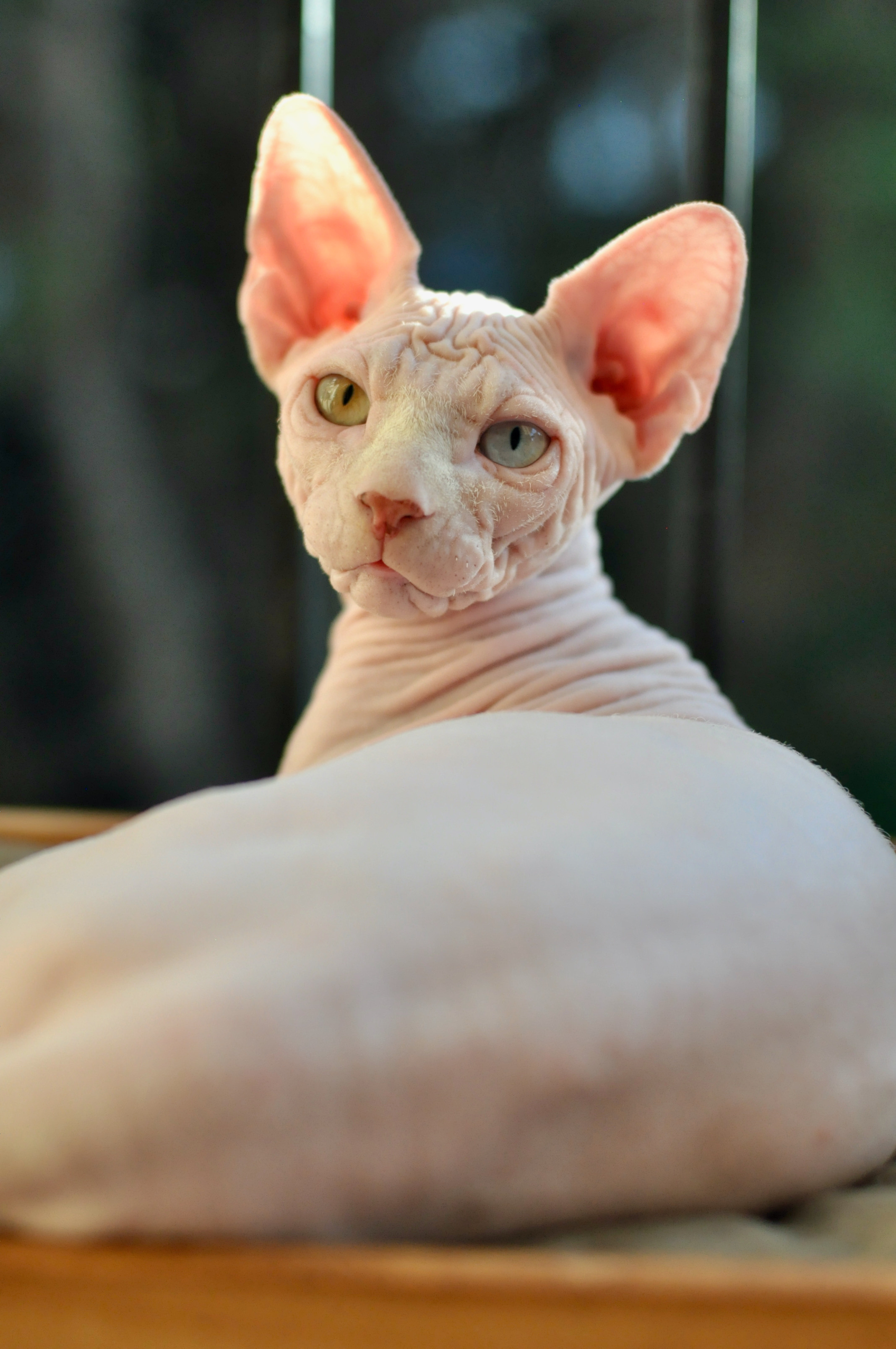 BISMARK (♂), color — White odd eyed (w63) — Resident of the Cattery. Εκτροφείο γάτες Σφίγγα στην Λεμεσό, Κύπρος