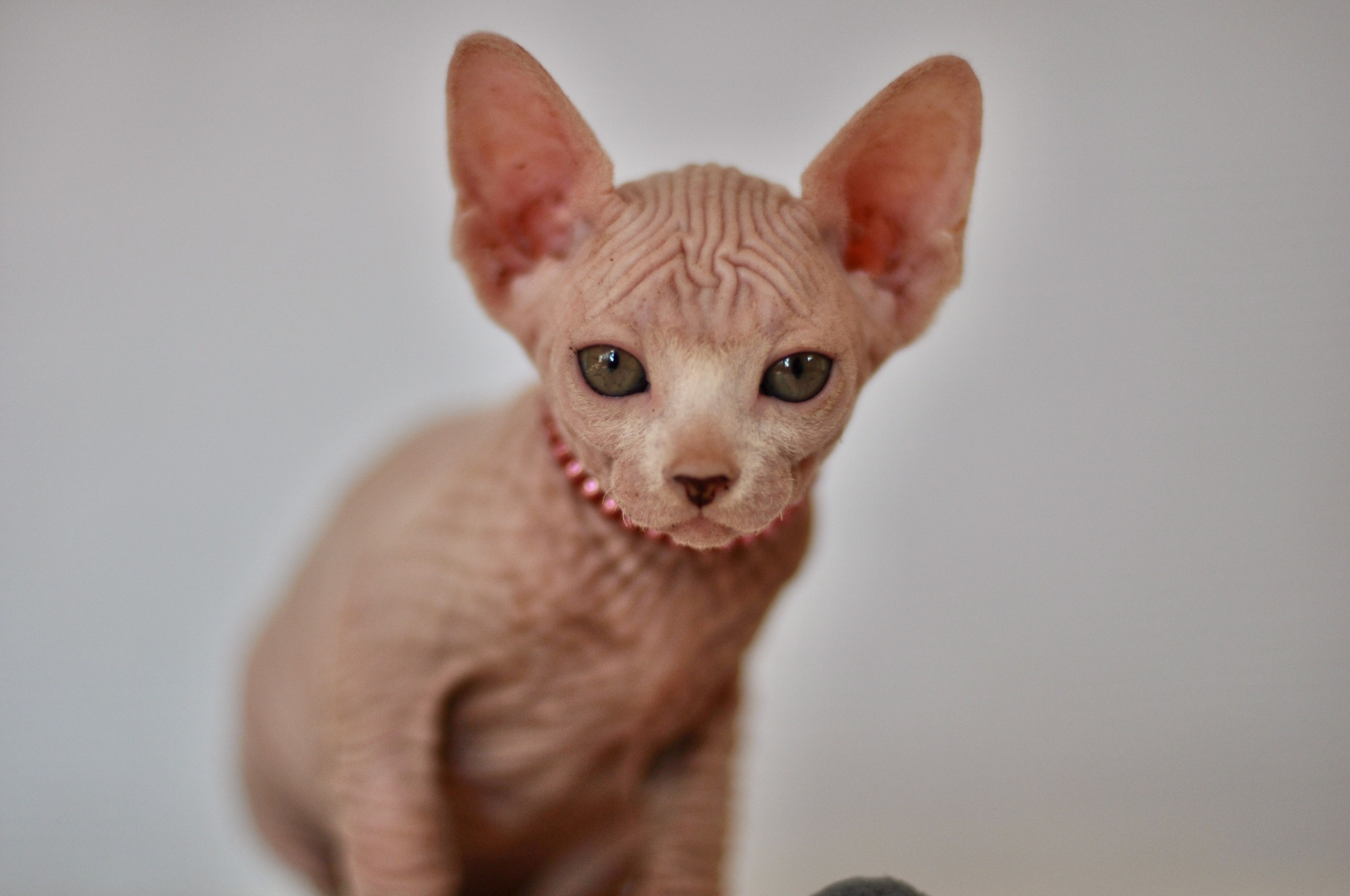 sphynx London, Birmingham, sphynx cat for sale London, sphynx cat for sale Birmingham