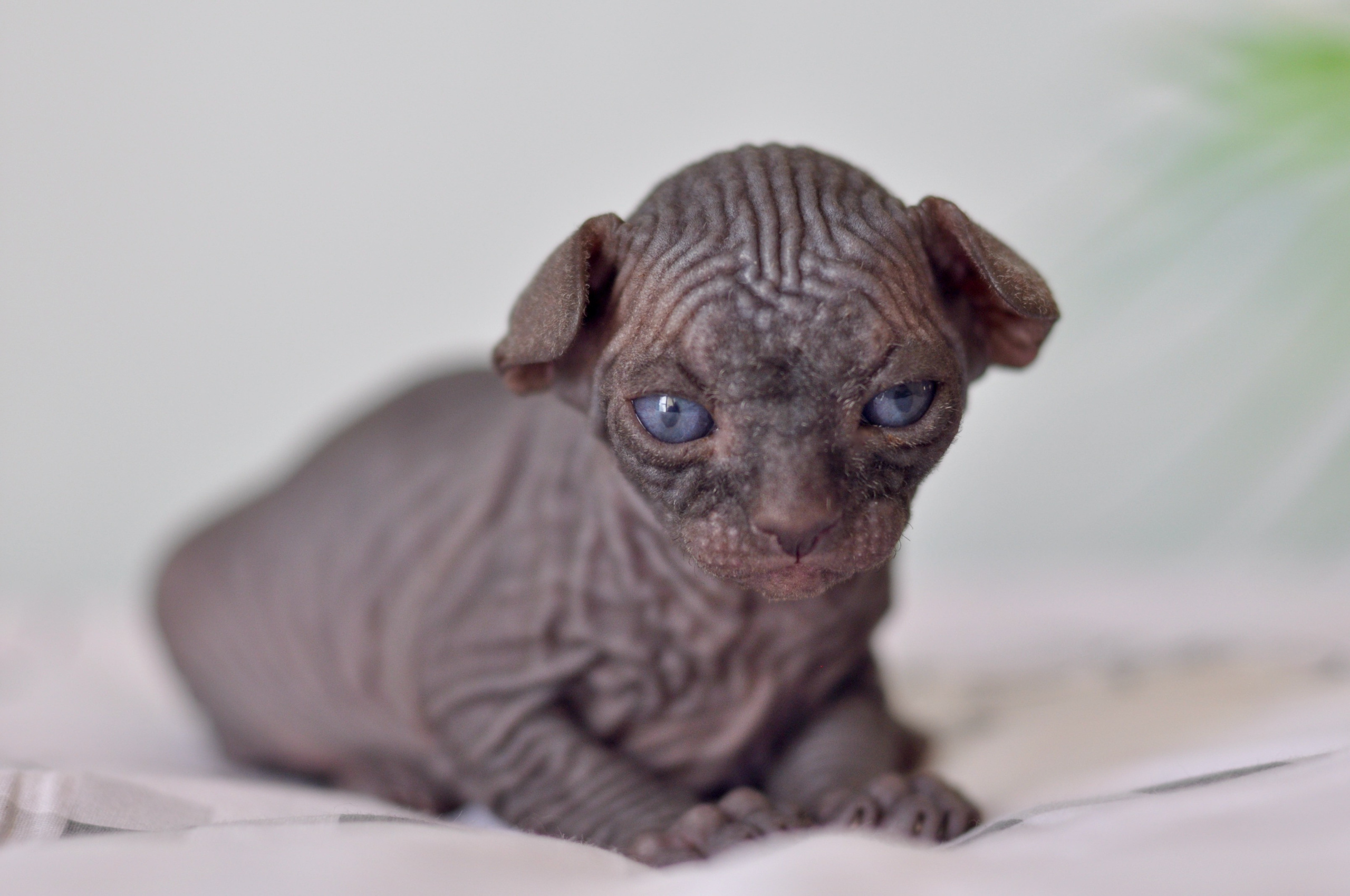 Sphynx kittens UK, Sphynx kittens United Kingdom, Sphynx kittens GB, Sphynx kittens Great Britain, Sphynx kittens London, Sphynx UK, Sphynx United Kingdom, Sphynx GB, Sphynx Great Britain, Sphynx London