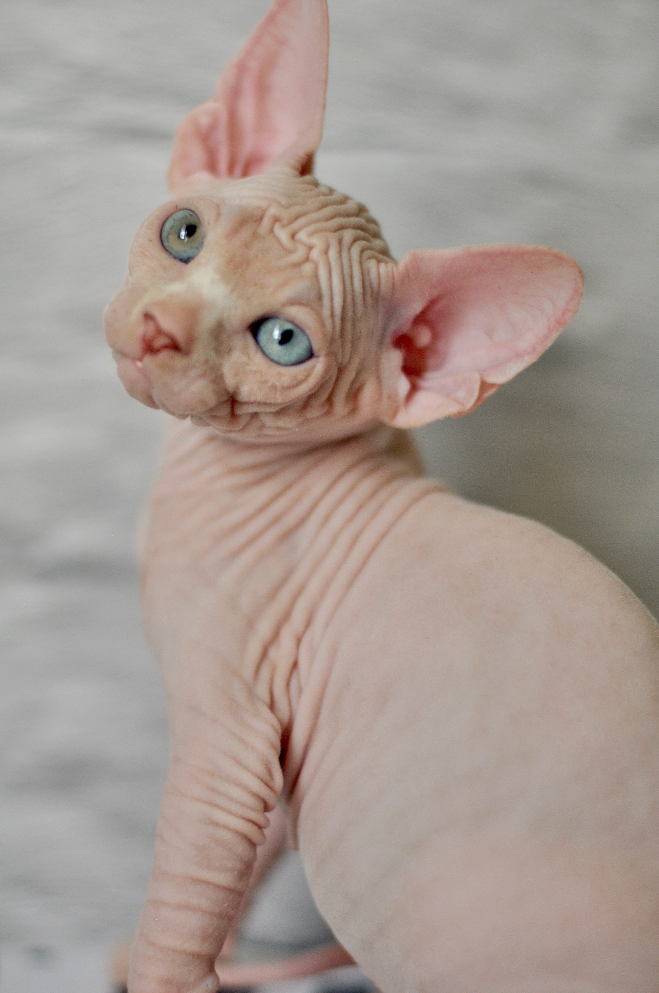 BISMARK (♂), color — White odd eyed (w63) — Resident of the Cattery. Εκτροφείο γάτες Σφίγγα στην Λεμεσό, Κύπρος