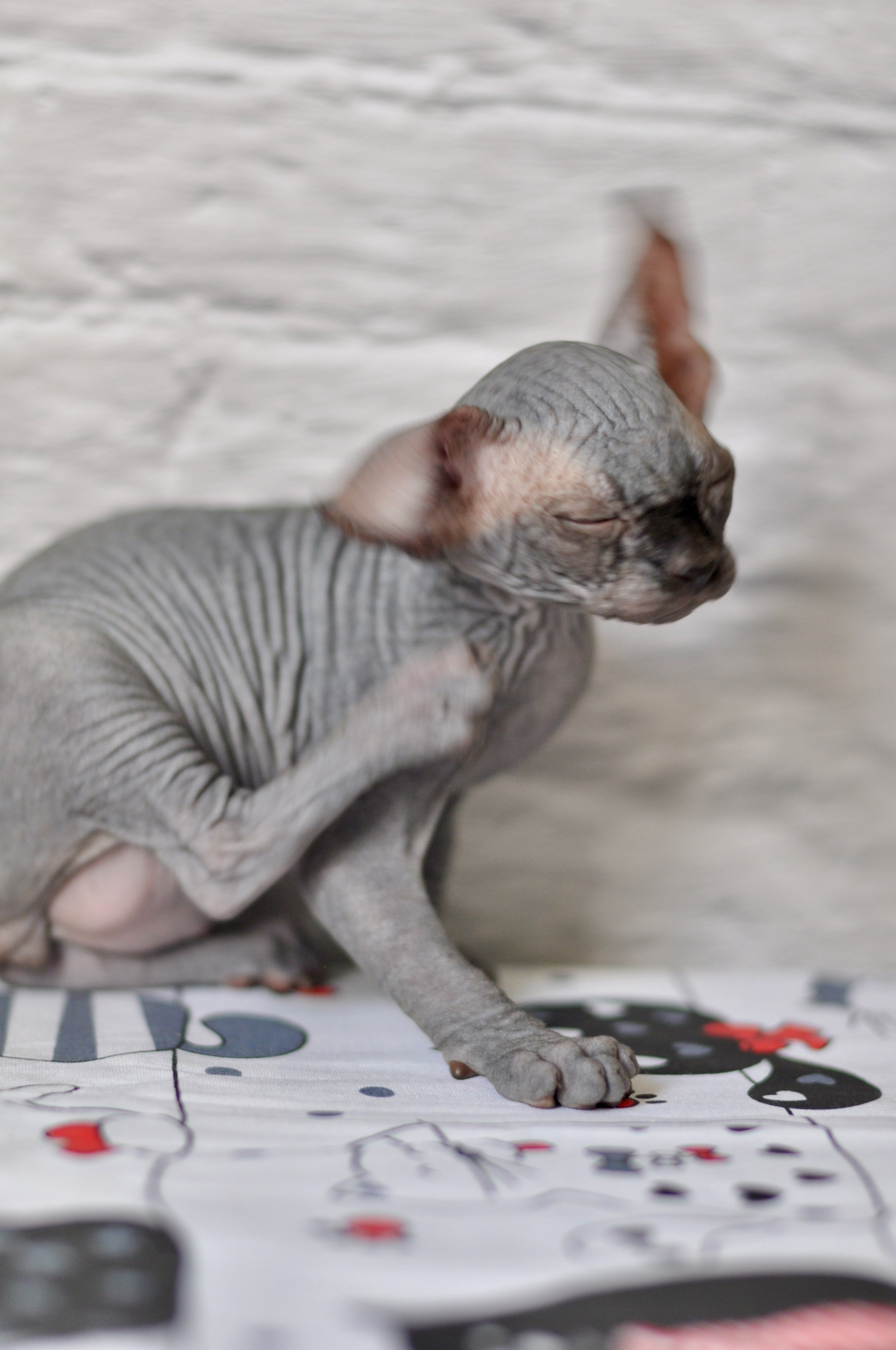 Sphynx kittens UK, Sphynx kittens United Kingdom, Sphynx kittens GB, Sphynx kittens Great Britain, Sphynx kittens London, Sphynx UK, Sphynx United Kingdom, Sphynx GB, Sphynx Great Britain, Sphynx London