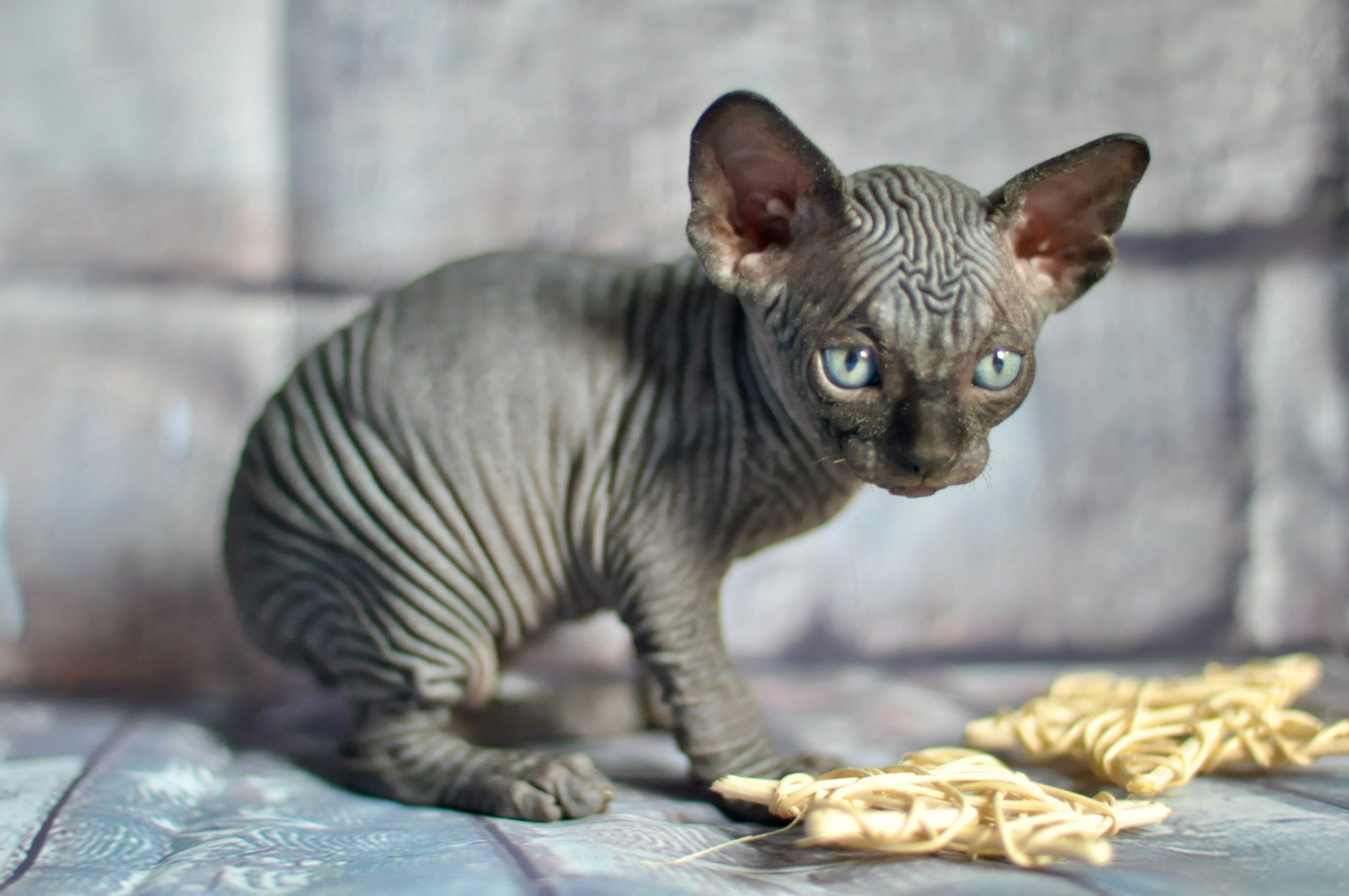 CALVIN (♂), color — Black (n) — found his family. Εκτροφείο γάτες Σφίγγα στην Λεμεσό, Κύπρος