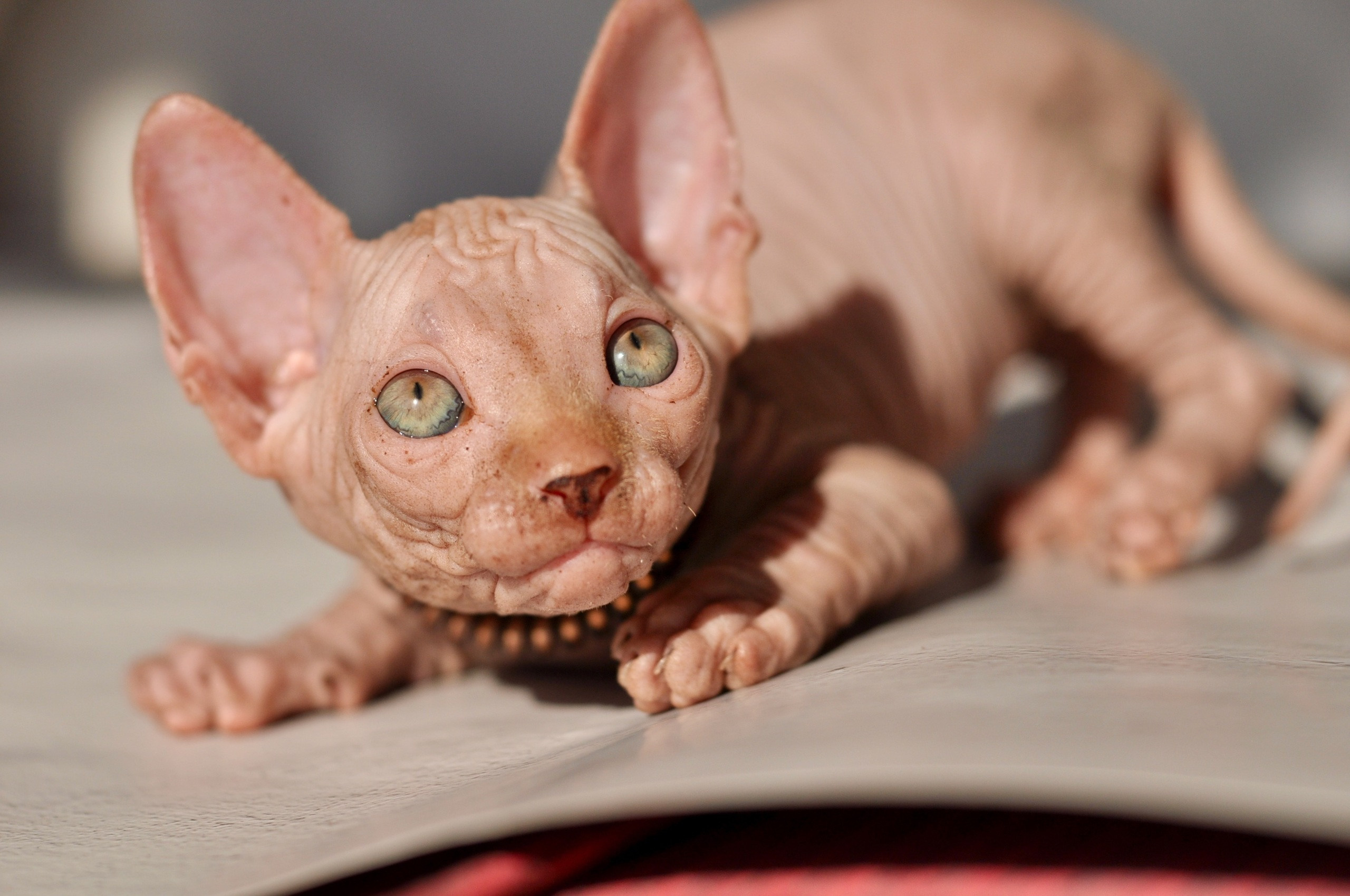 Sphynx kittens UK, Sphynx kittens United Kingdom, Sphynx kittens GB, Sphynx kittens Great Britain, Sphynx kittens London, Sphynx UK, Sphynx United Kingdom, Sphynx GB, Sphynx Great Britain, Sphynx London