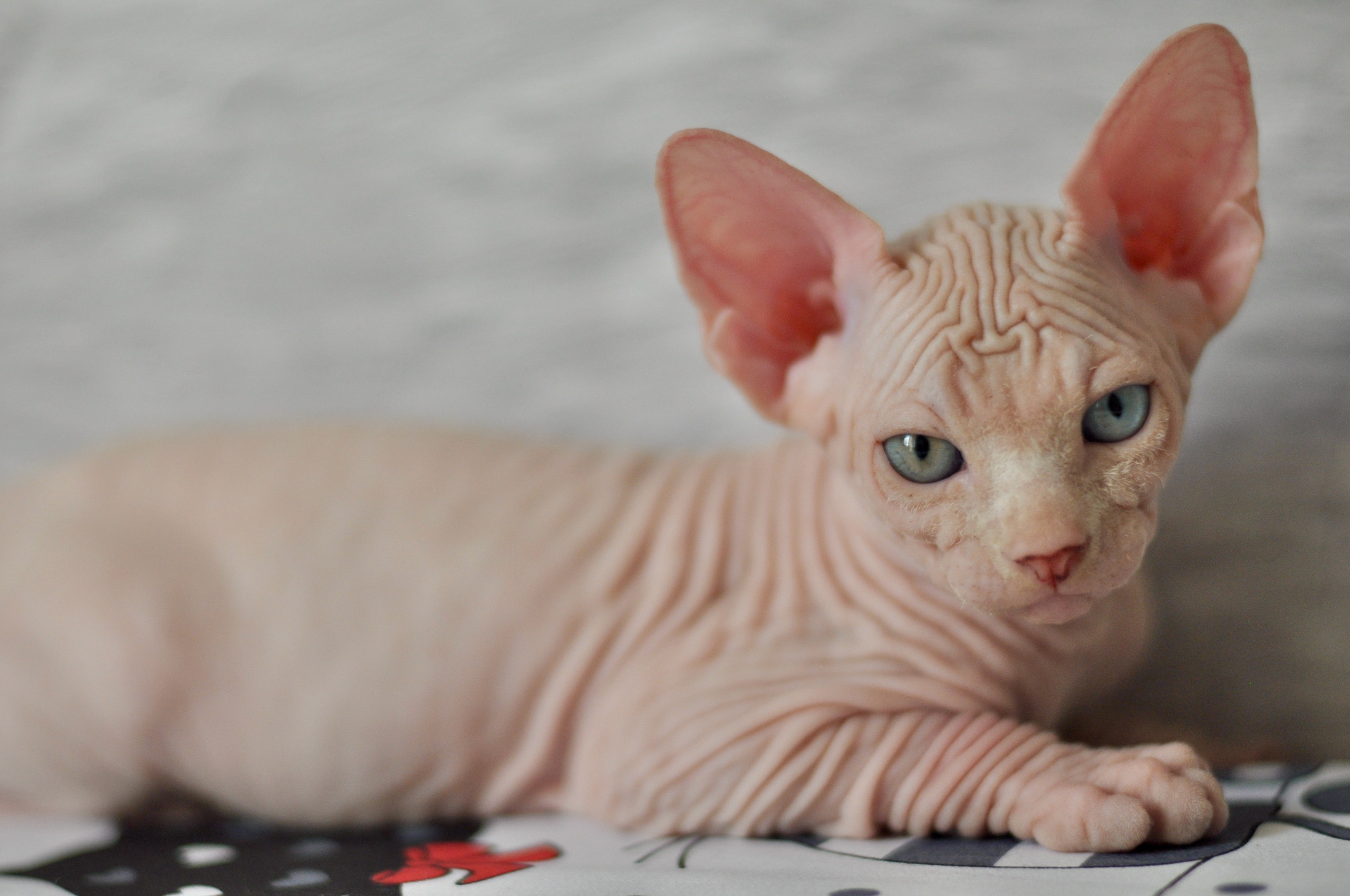 BISMARK (♂), color — White odd eyed (w63) — Resident of the Cattery. Εκτροφείο γάτες Σφίγγα στην Λεμεσό, Κύπρος