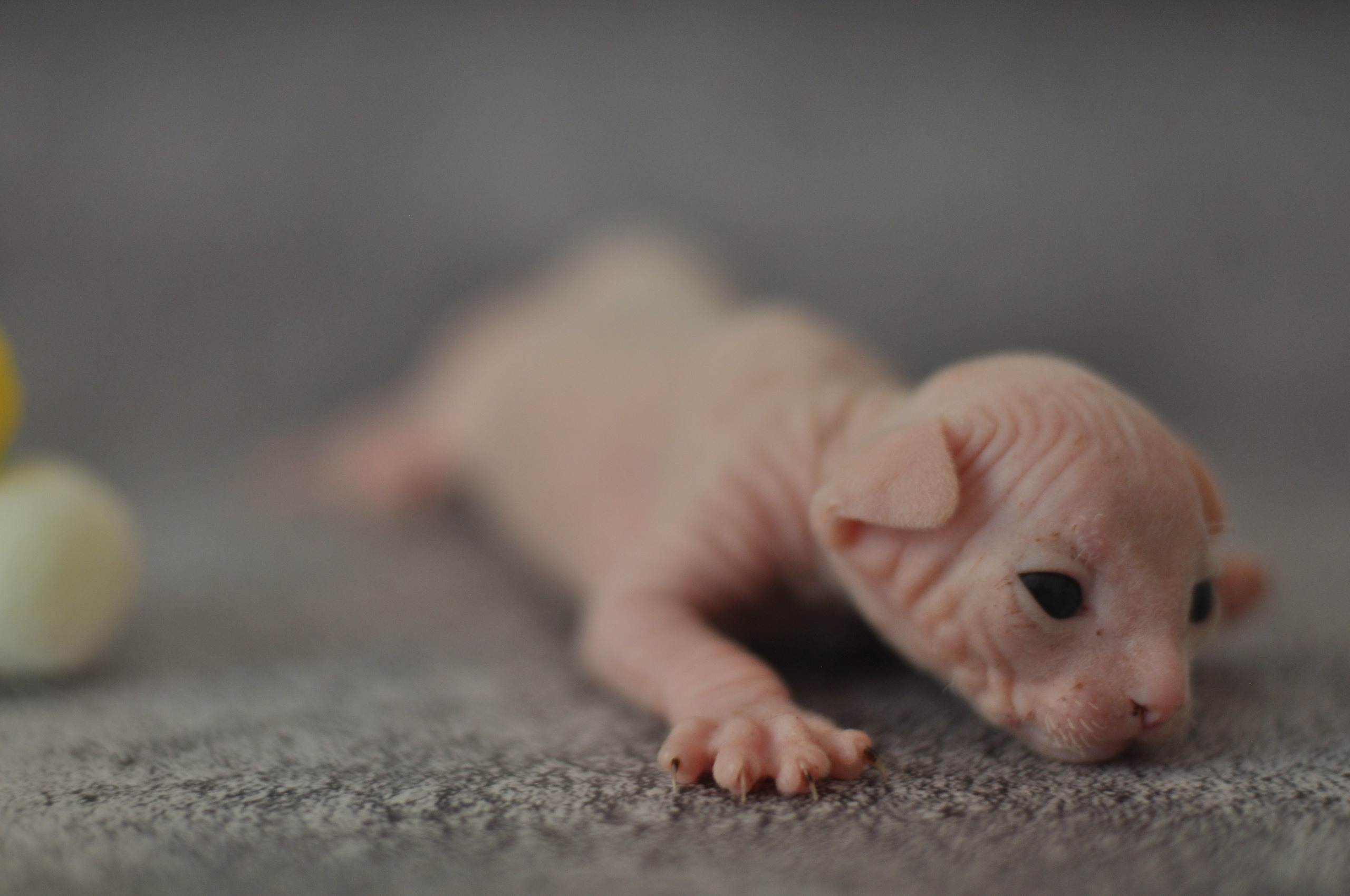 sphynx London, Birmingham, sphynx cat for sale London, sphynx cat for sale Birmingham