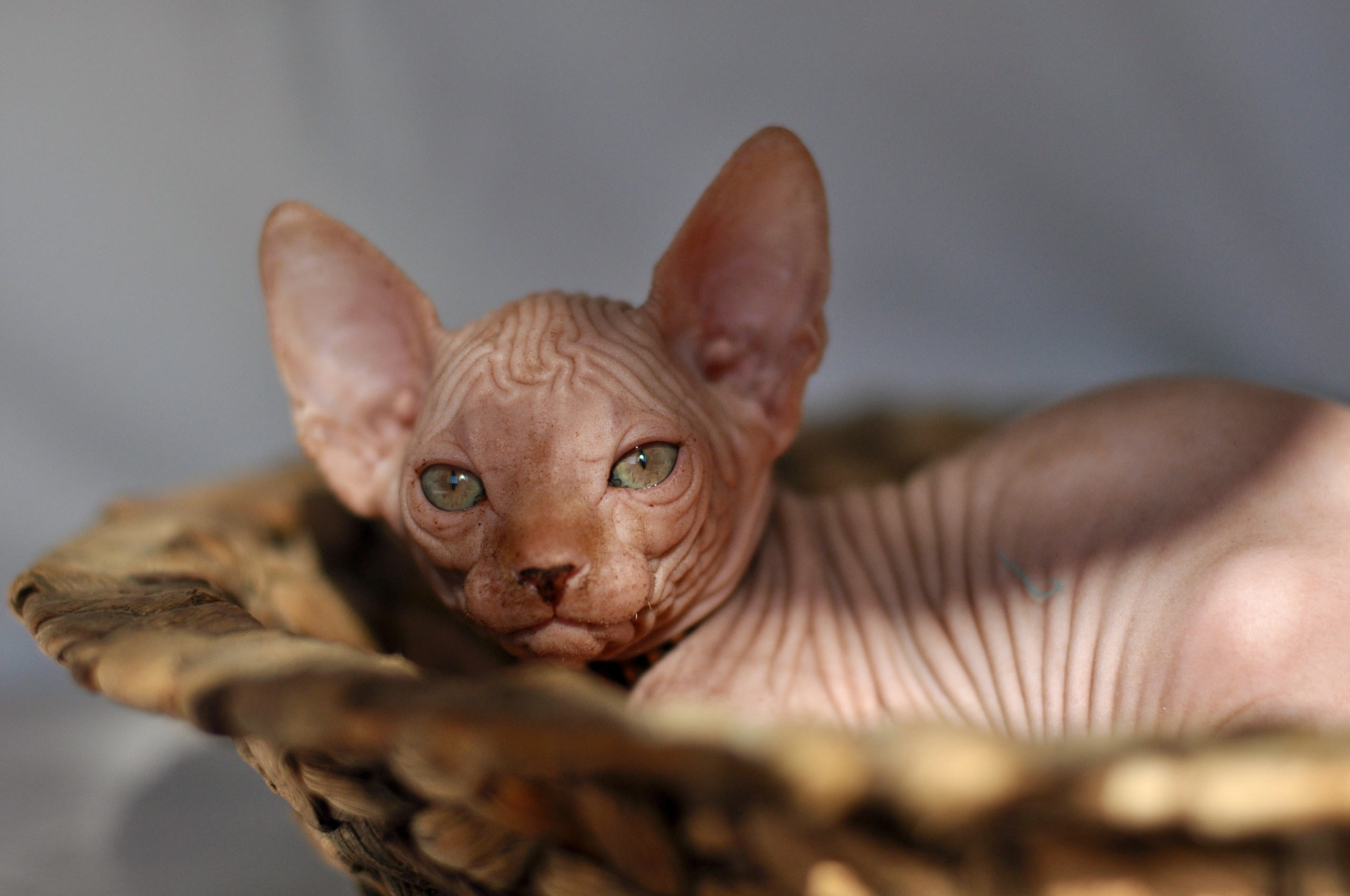 sphynx London, Birmingham, sphynx cat for sale London, sphynx cat for sale Birmingham